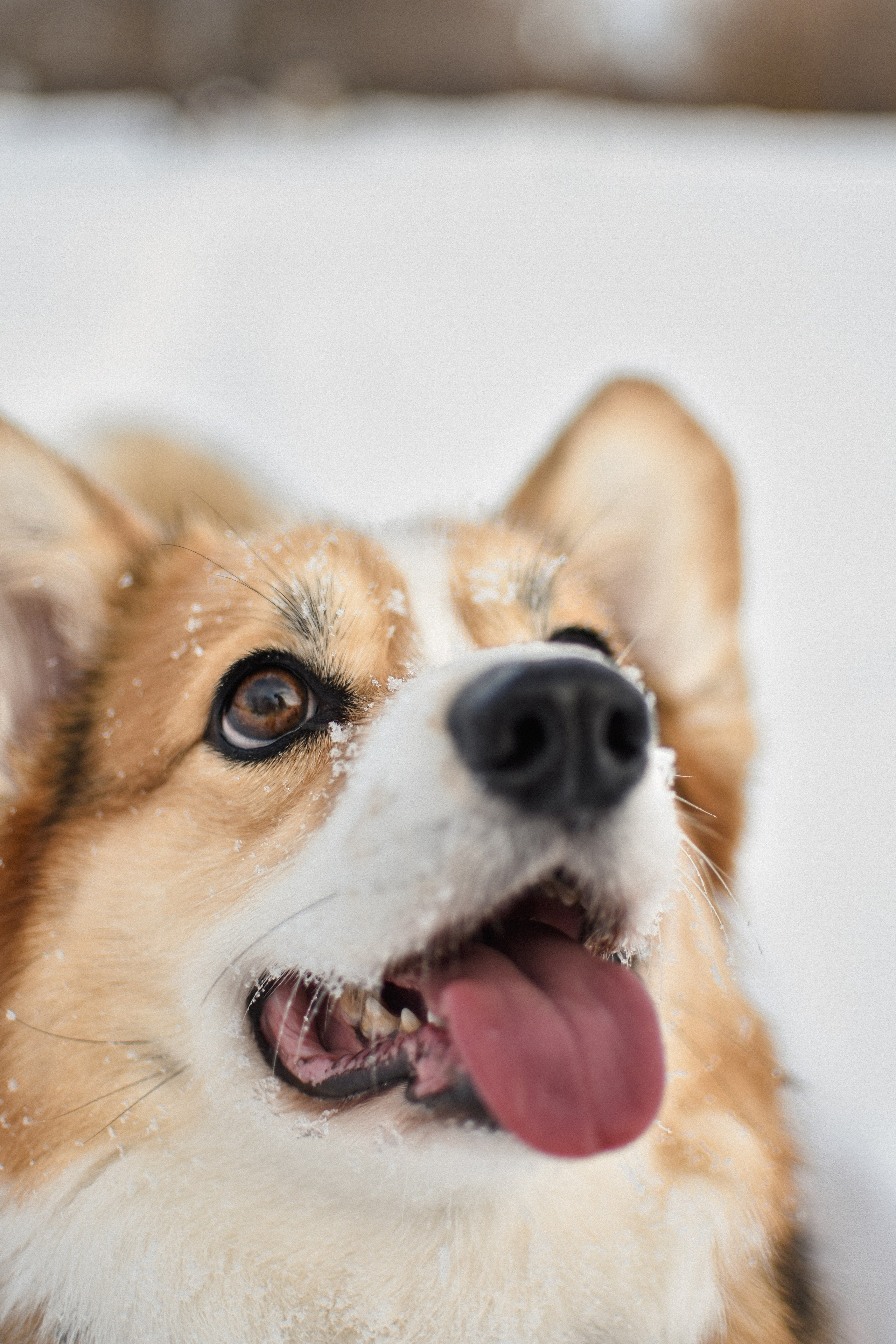 Алекс и Вера. Фотограф-анималист Ксения Шевцова|Москва