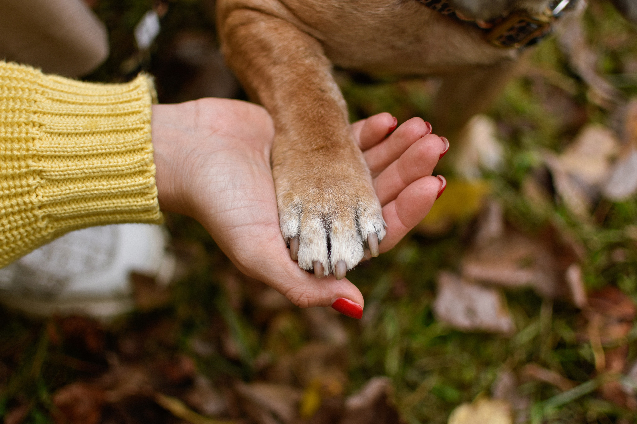 Форбс и Юля. Фотограф-анималист Ксения Шевцова|Москва