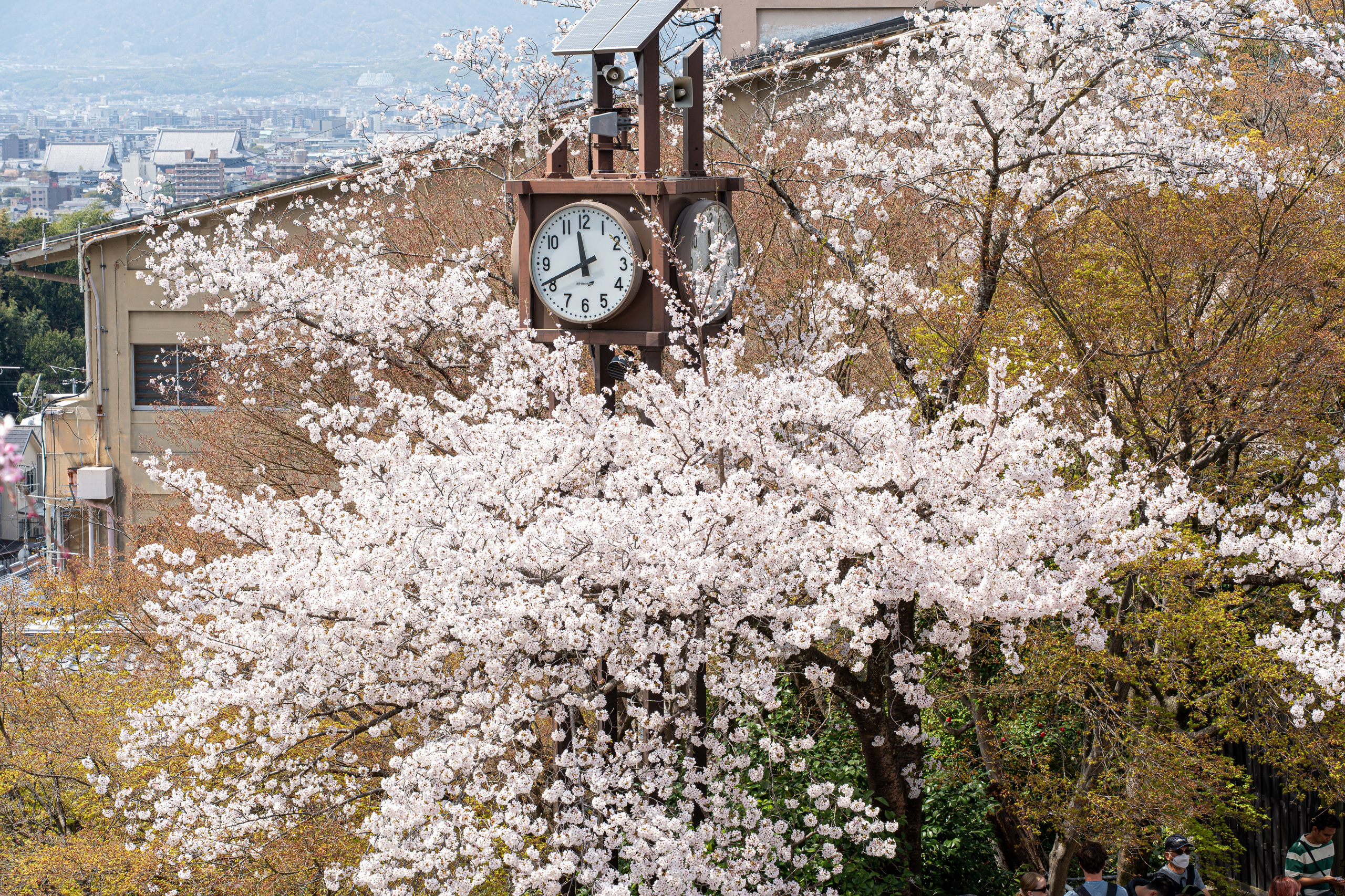 Япония, сакура. Творческие сьемки