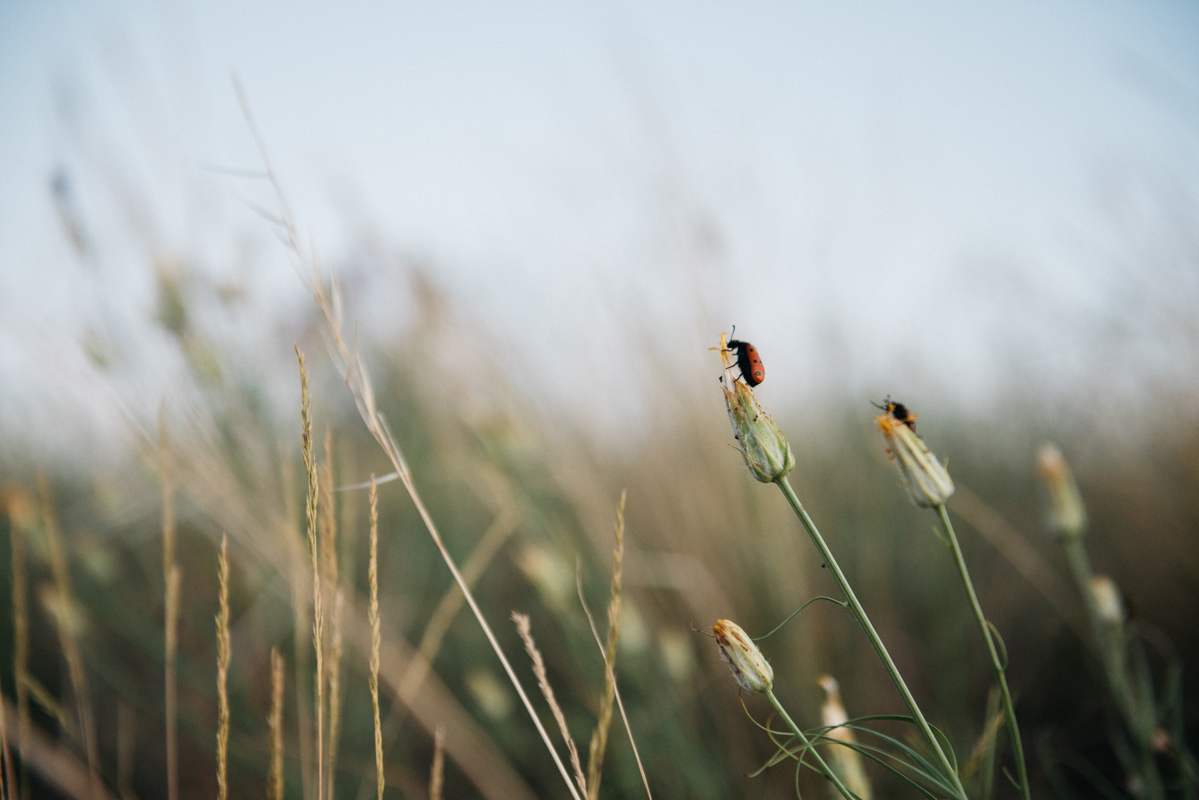 Павел и Дарья. SARKISOPH | Фотограф Волгоград