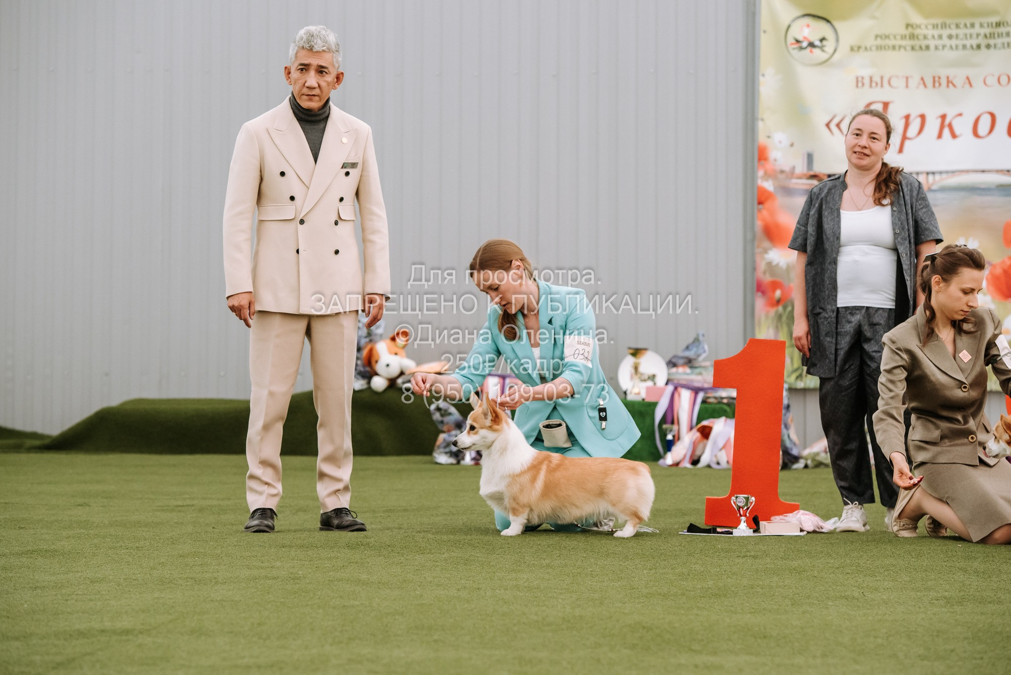 Выставка собак Красноярск 2.06. Фотограф Диана Оленина Красноярск / Братск