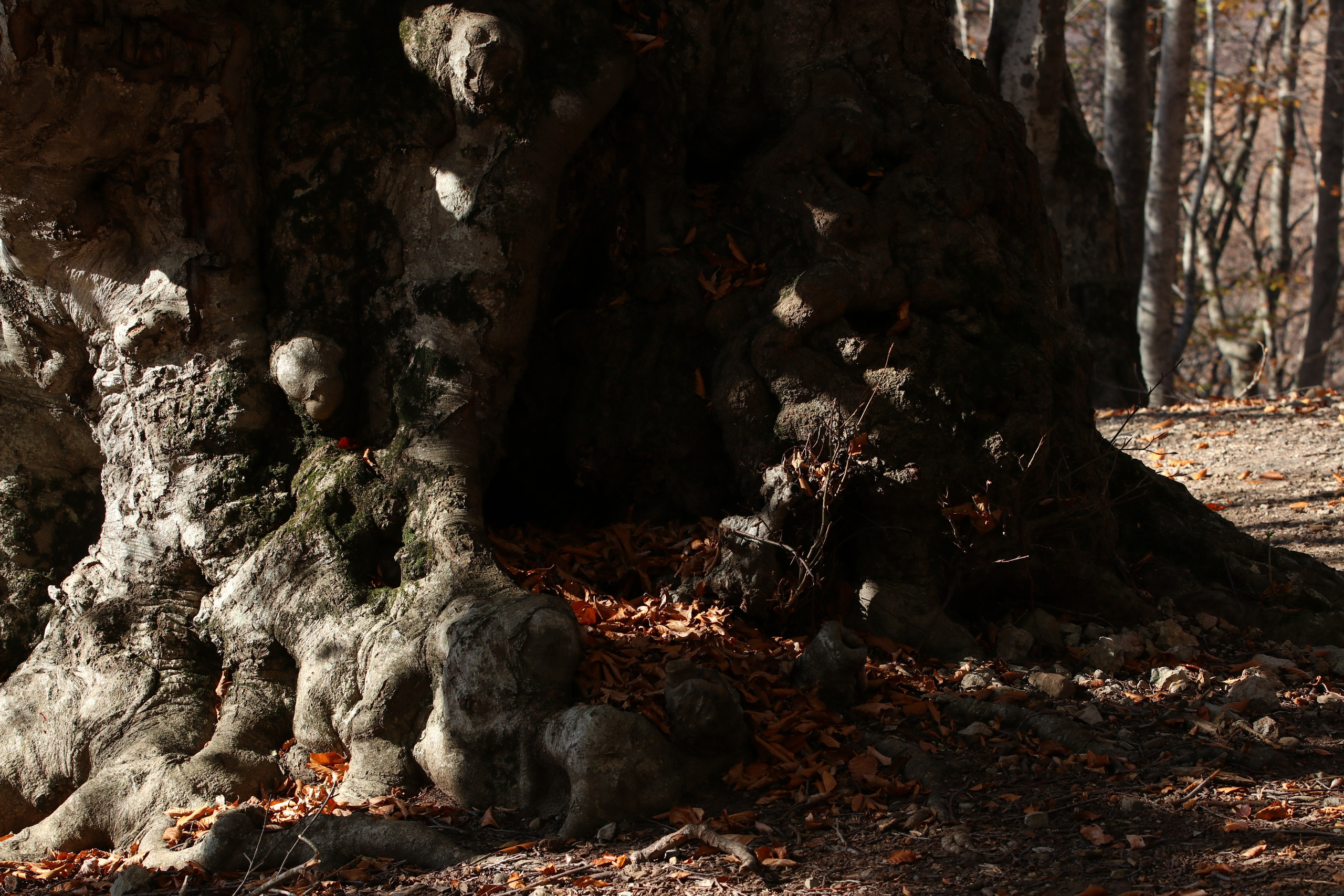 Крым. ЮБК (Гурзуф, Судак и их окрестности). Ноябрь 2023. Путешественник-фотограф из Санкт-Петербурга Татьяна Свистулина