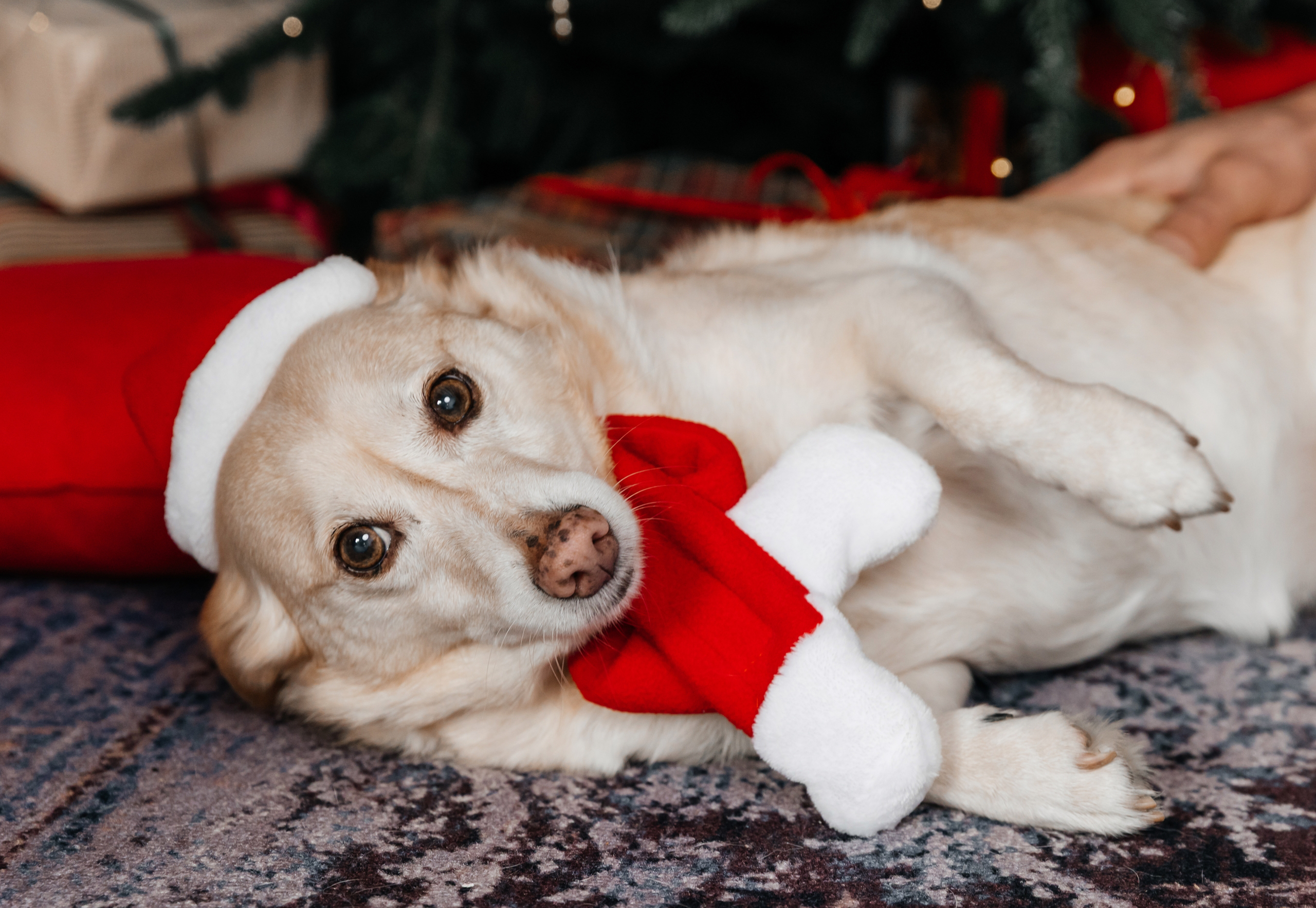 Новогодние ❄️. Фотограф Крым, Севастополь