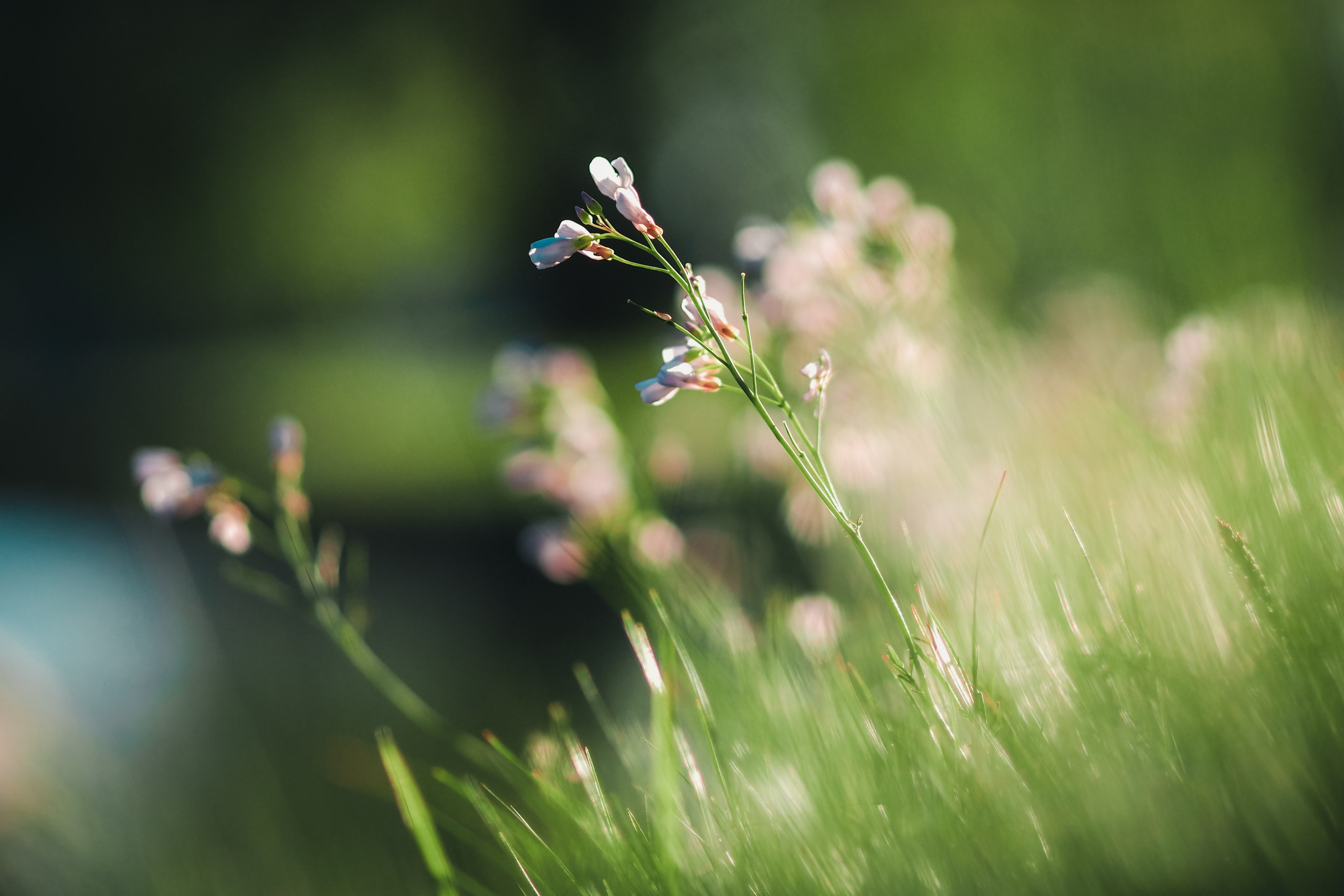 Крестовский остров. Свадебный фотограф Копков Геннадий