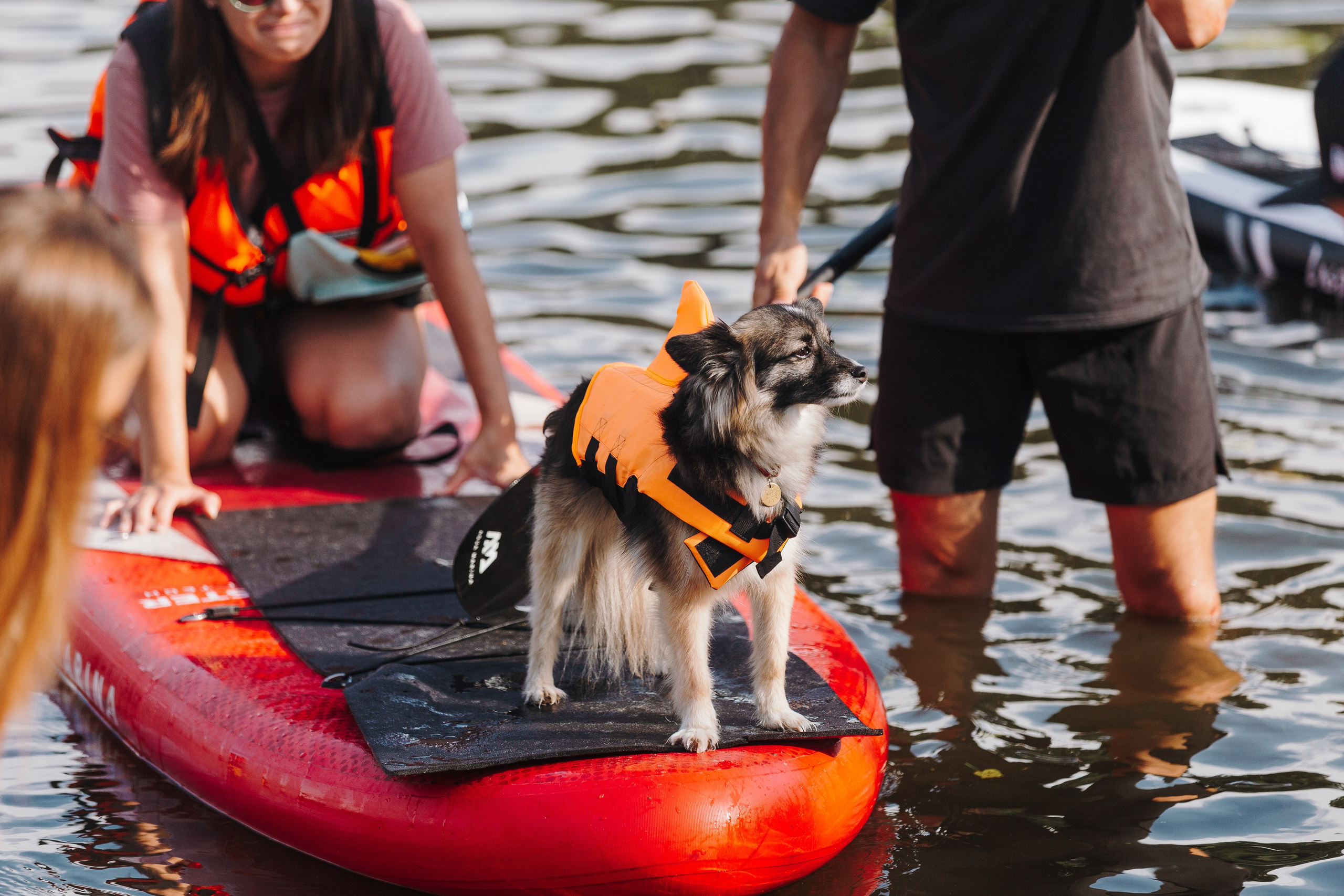 Petshop Sup day. Фотограф анималист Кристина Карпова, Москва