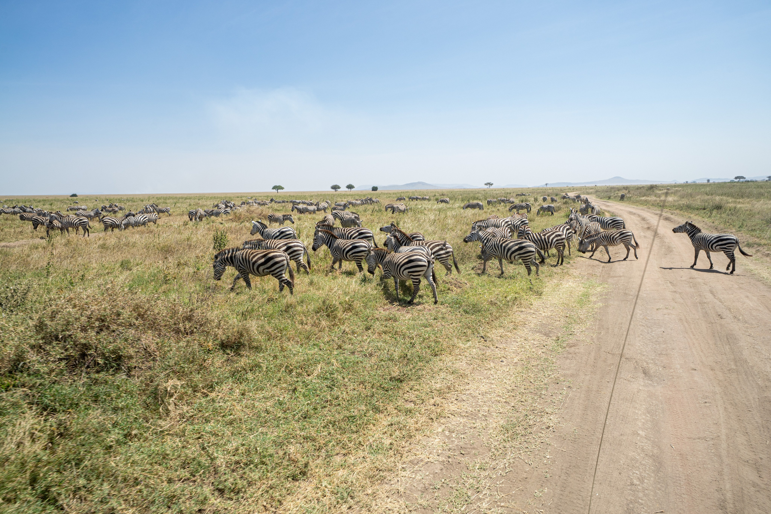 Танзания, сафари, 2025. Творческие сьемки