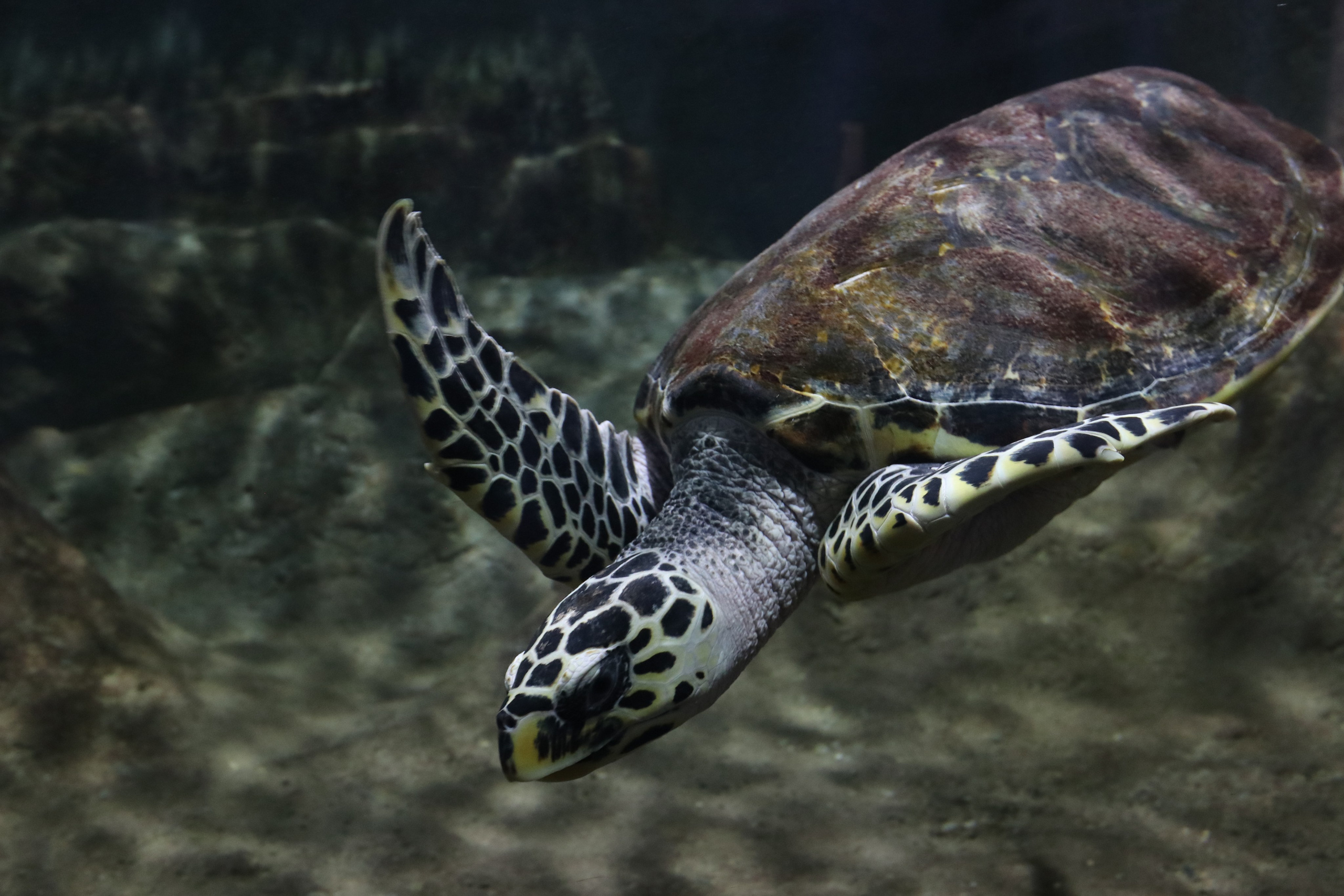 Крым. ЮБК (Севастополь, Кастрополь, Ялта). Май 2023. Путешественник-фотограф из Санкт-Петербурга Татьяна Свистулина