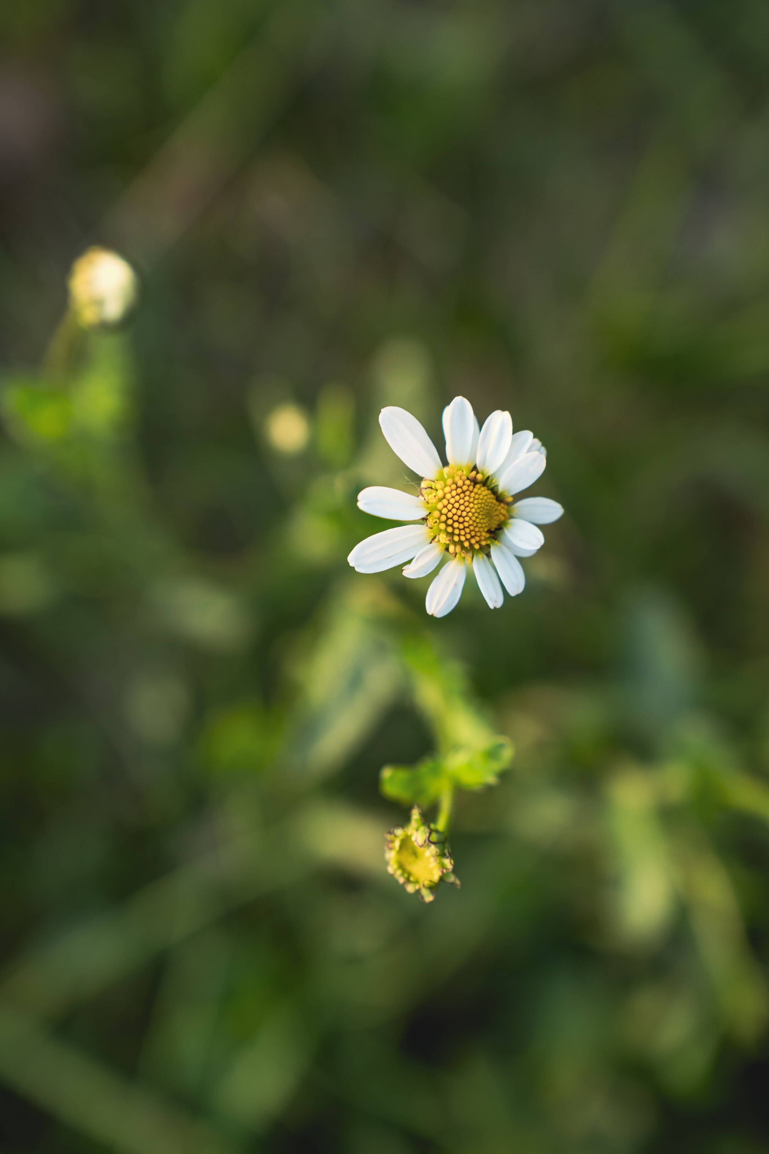 Встреча лета на озере Донцо. Предметный фотограф Санкт-Петербург