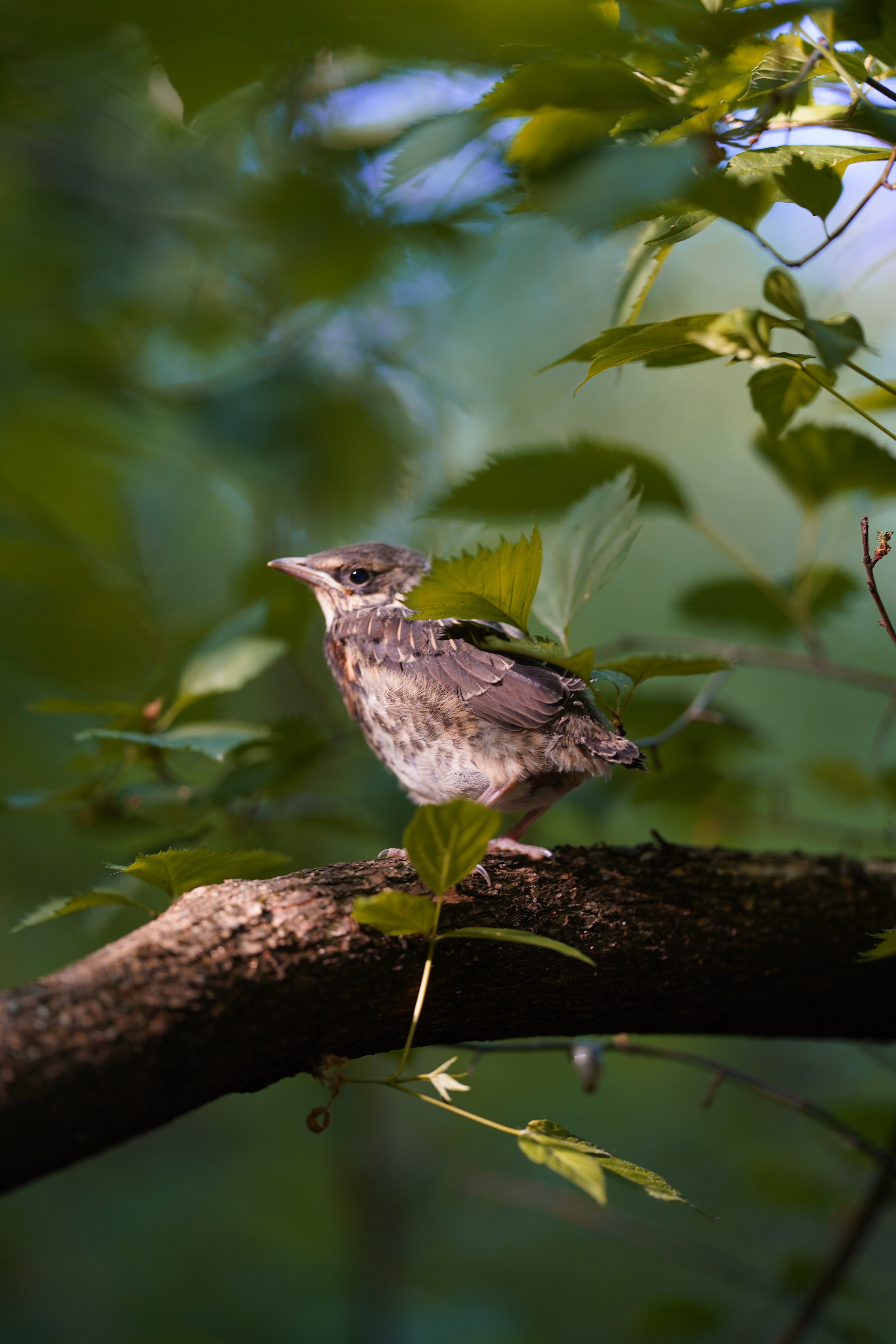 Природа. Фотограф в Москве Мария ~Zagagul~