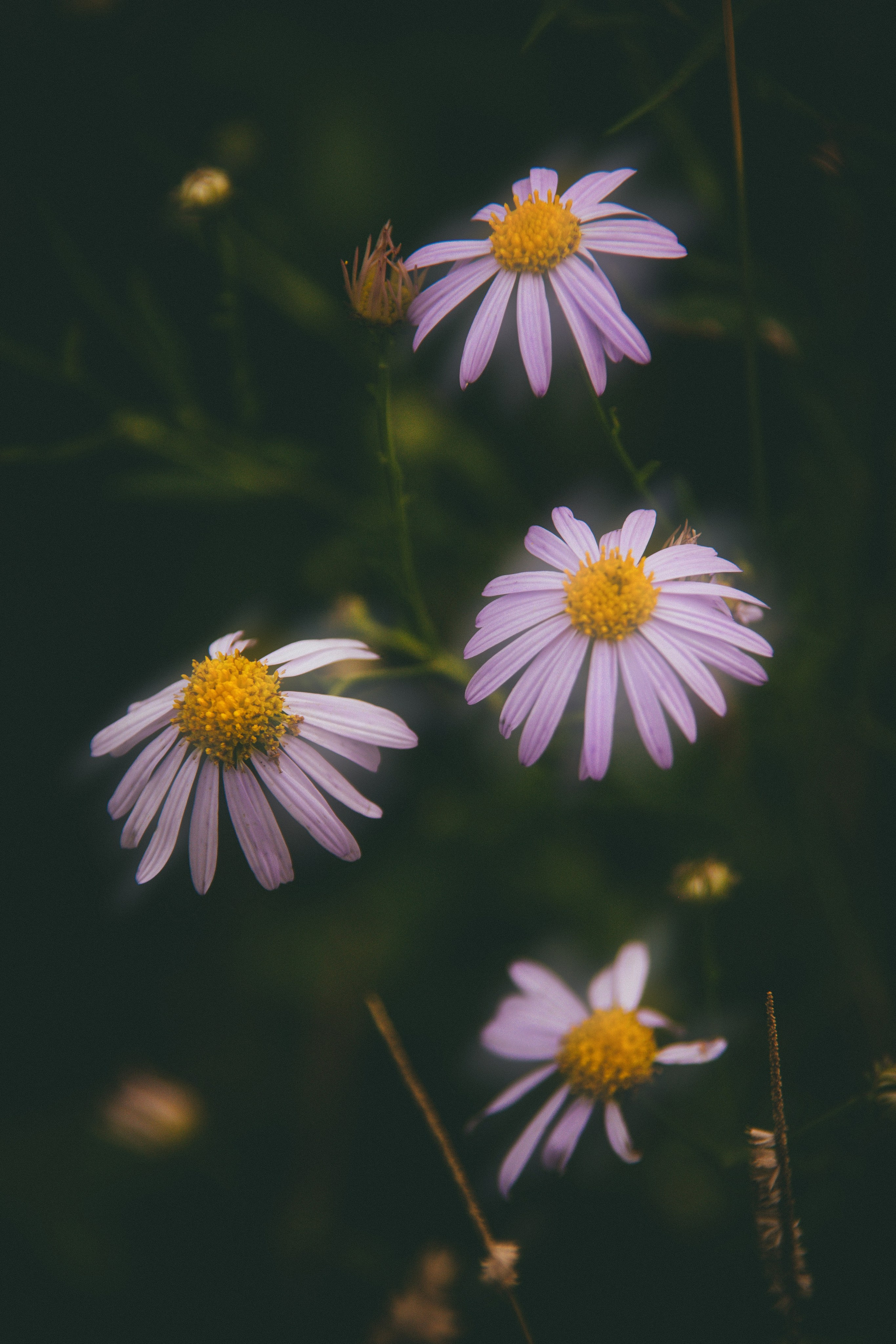 Природа. Darinishna Фэнтези-фотограф Хабаровск