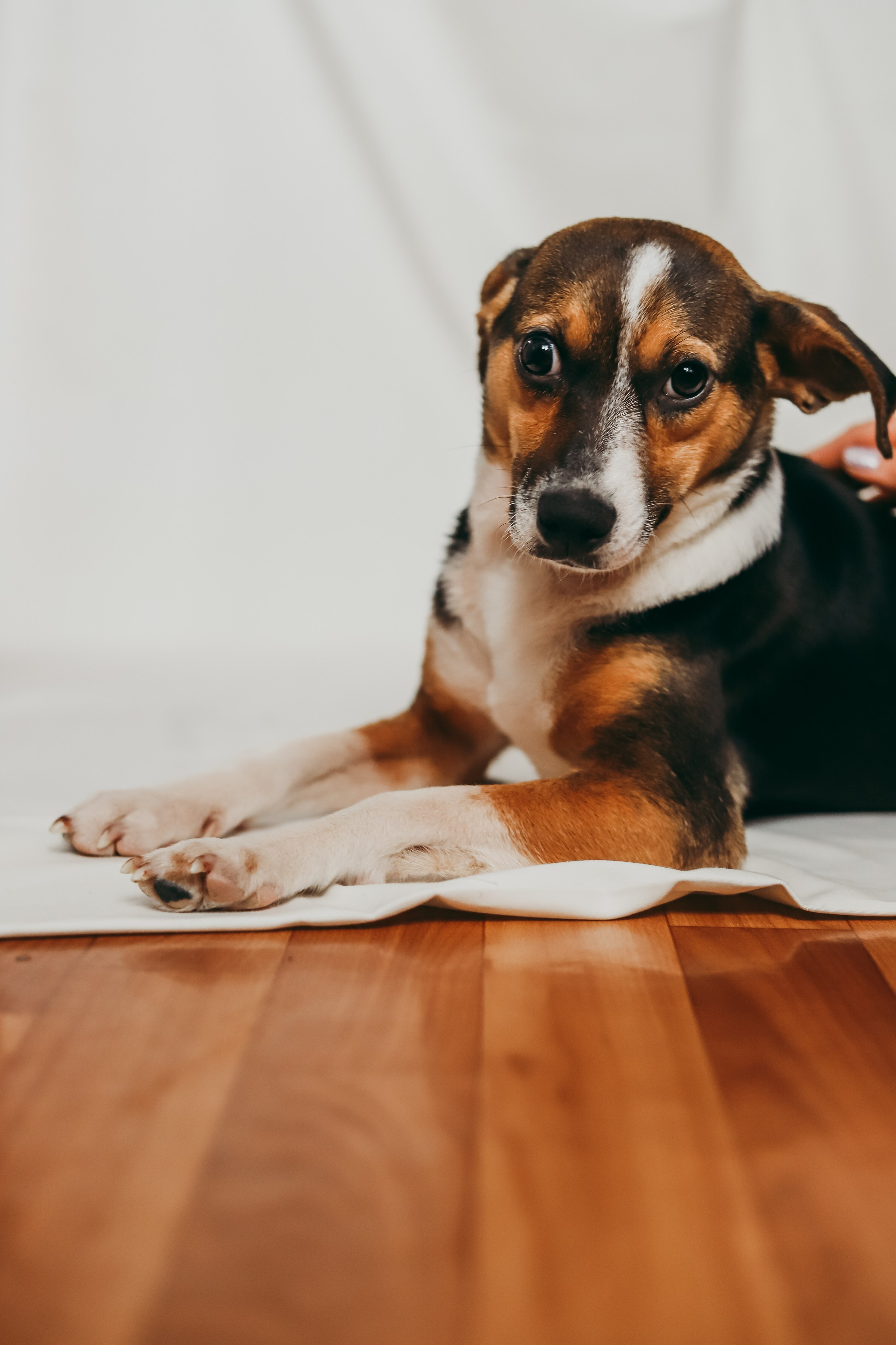 Для приюта (уже дома). Фотограф Москва и Санкт-Петербург