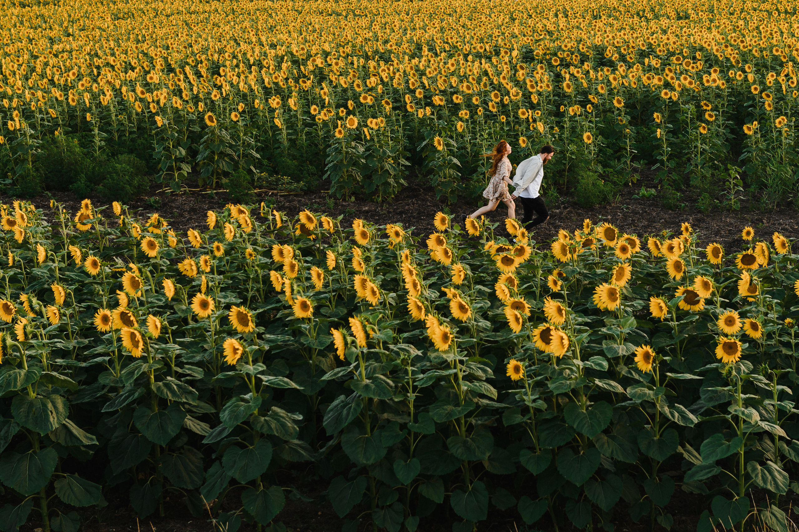 На закате в Подсолнухах. Свадебный и семейный фотограф в Ставрополе Роман Иванов