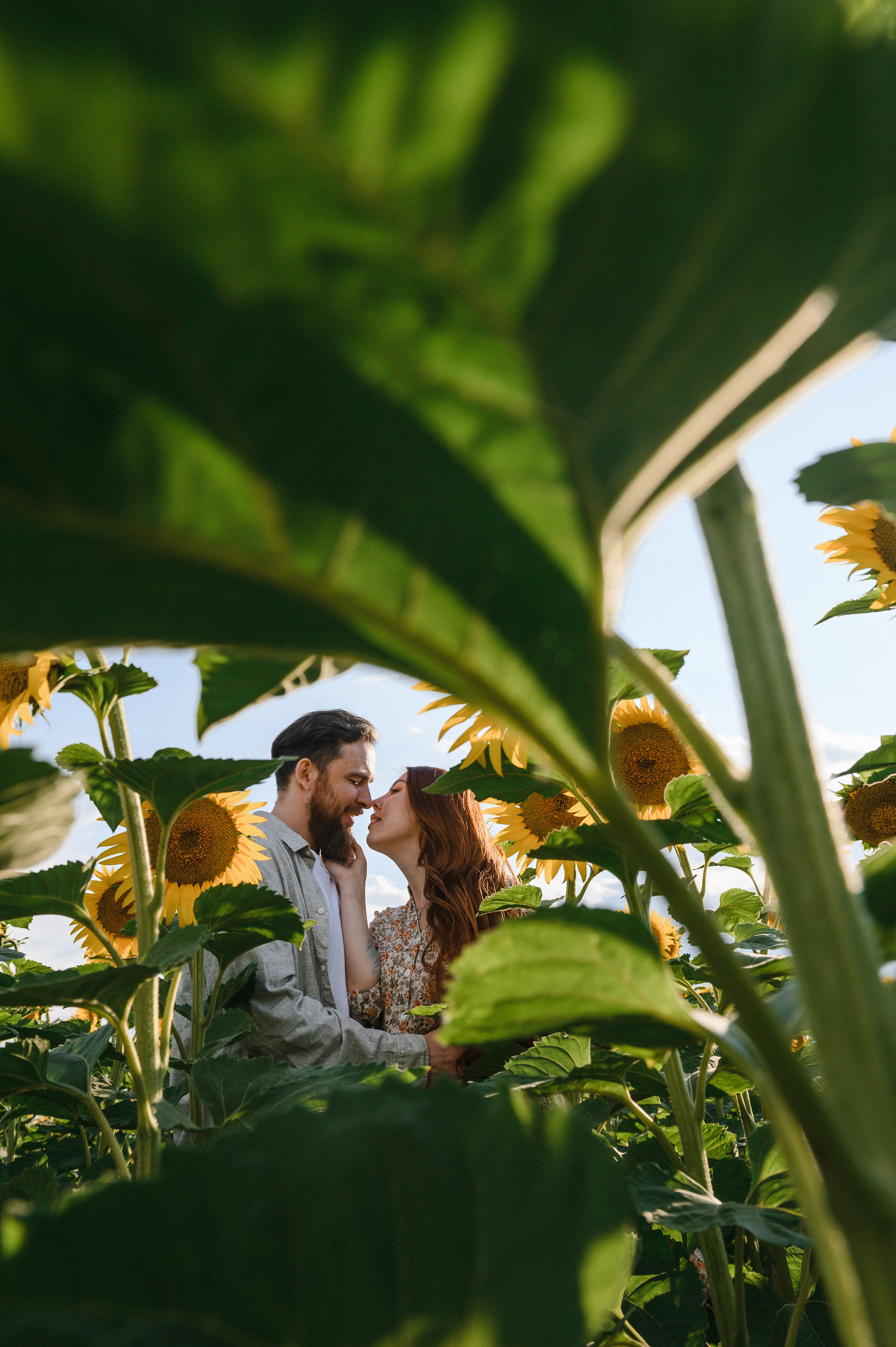 На закате в Подсолнухах. Свадебный и семейный фотограф в Ставрополе Роман Иванов