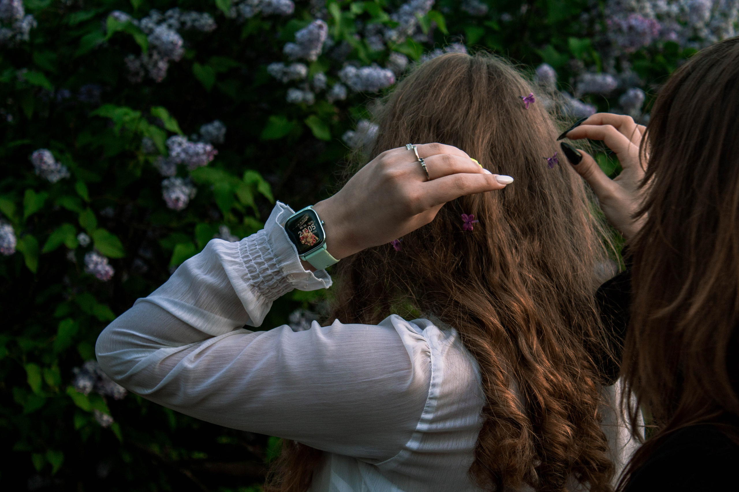 Сирень. Карпогоры, Санкт-Петербург