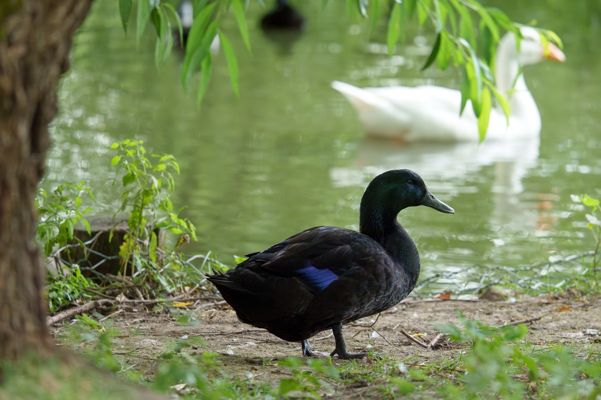 Удивительные мир птиц. Вокруг нас столько прекрасного — присмотритесь!. Ваш личный фотограф Марина Волкова