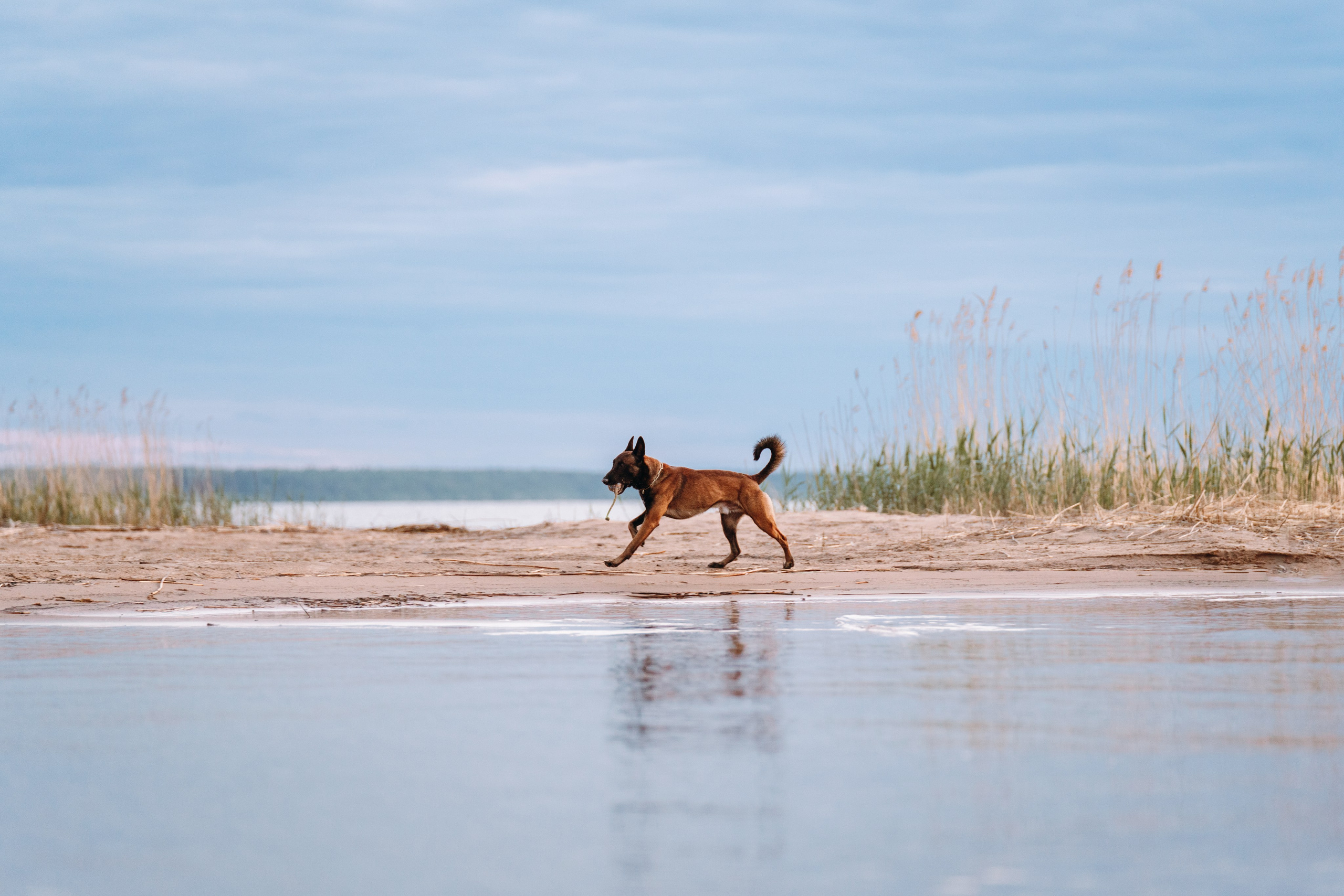 Раш. Фотограф анималист Осипчикова Мария