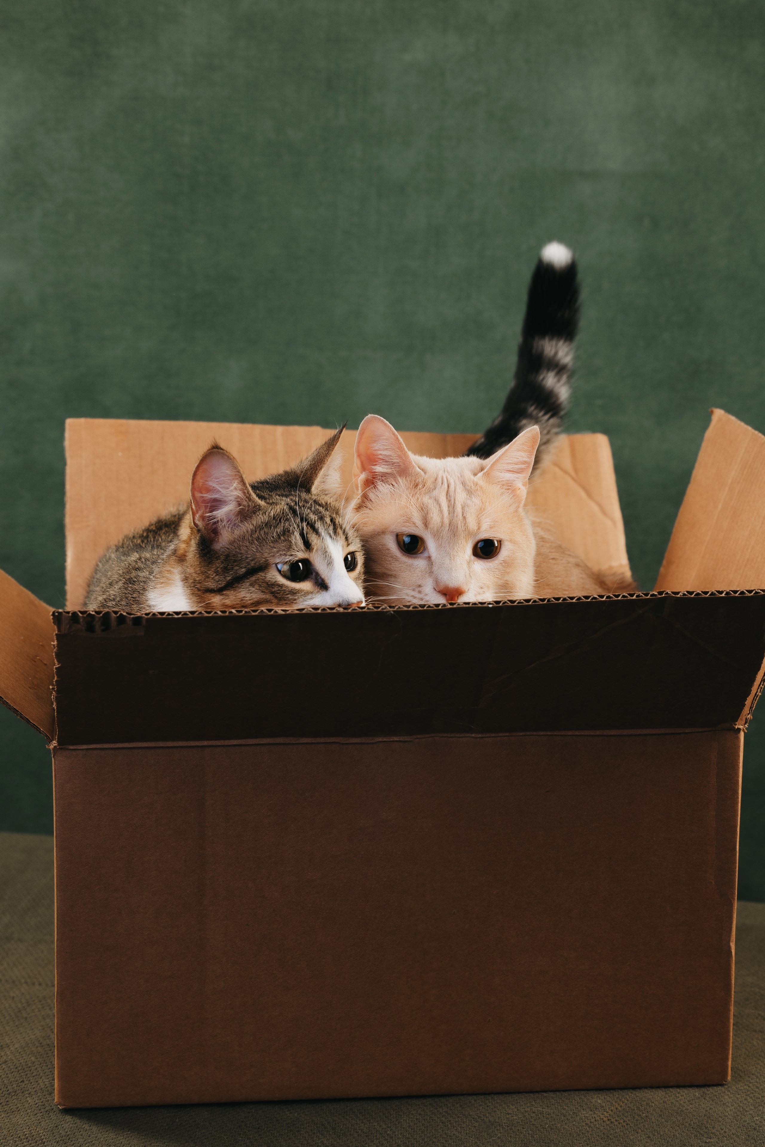 Коты Сет и Квентин. Фотограф анималист Осипчикова Мария