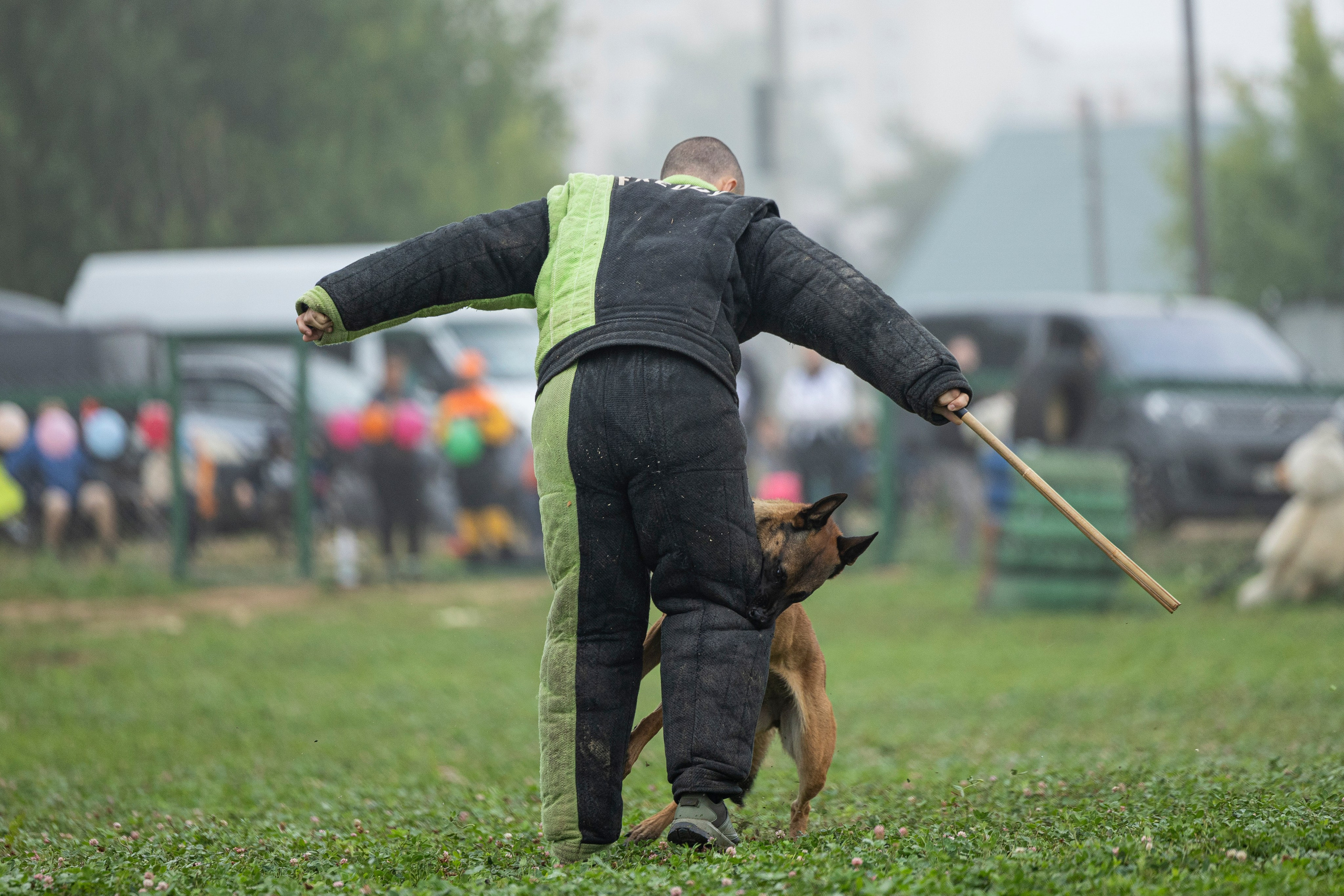 Соревнования по Мондьорингу г. Вологда 10-11.08.2024. Фотограф-анималист Анна Маринич