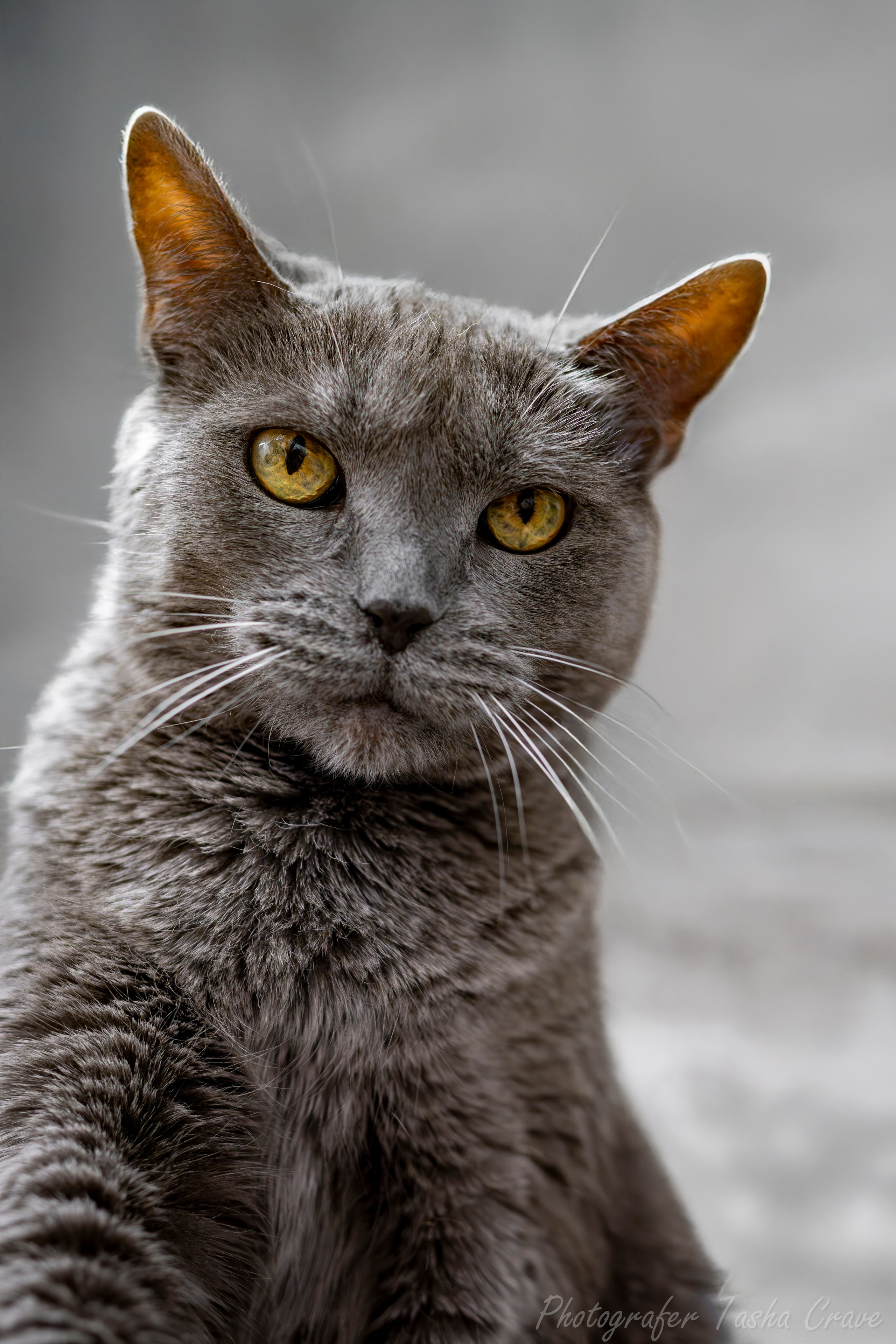 Приют для котиков "Убежище". Фотограф анималист в Санкт-Петербурге Таша Крейв