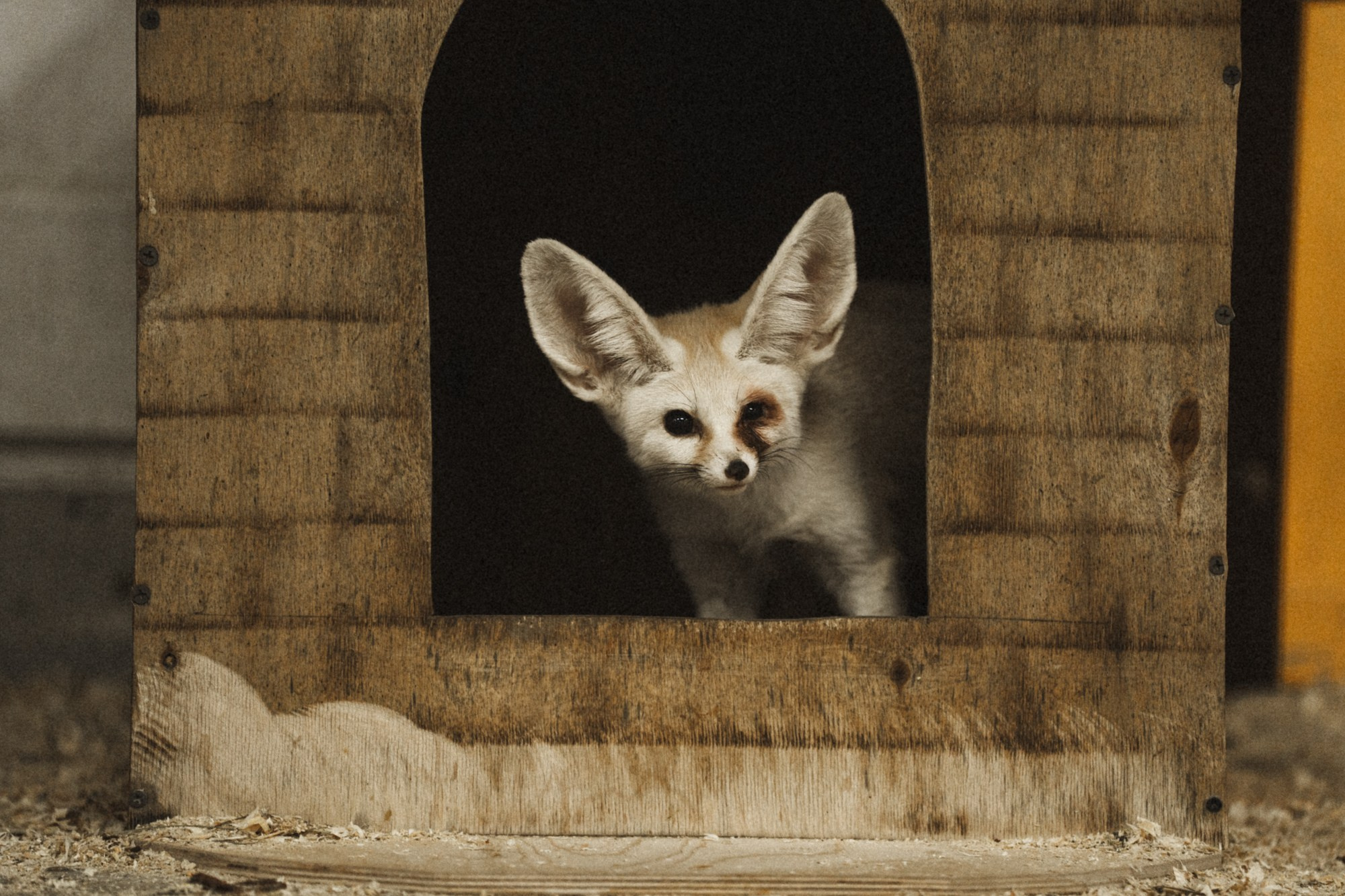 Карельский зоопарк. Zekons. Фото, видео, нейросети