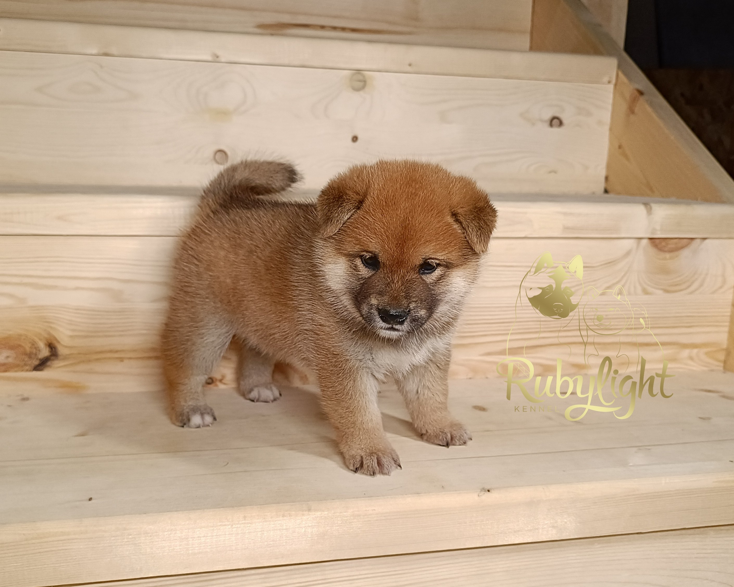 Сиба Rubylight Everest питомник Рубилайт 