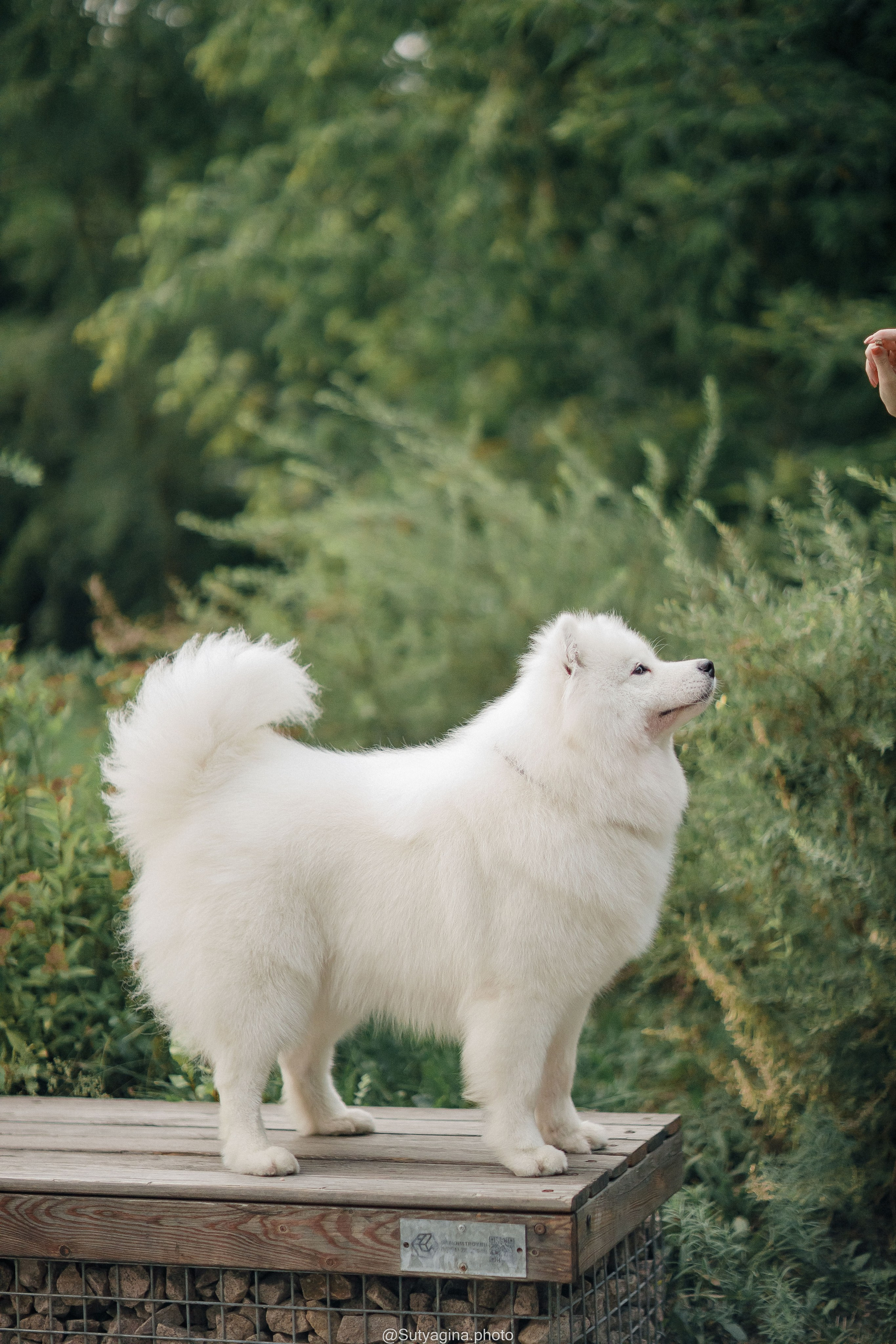 Самоед Рея. Свадебный и женский фотограф