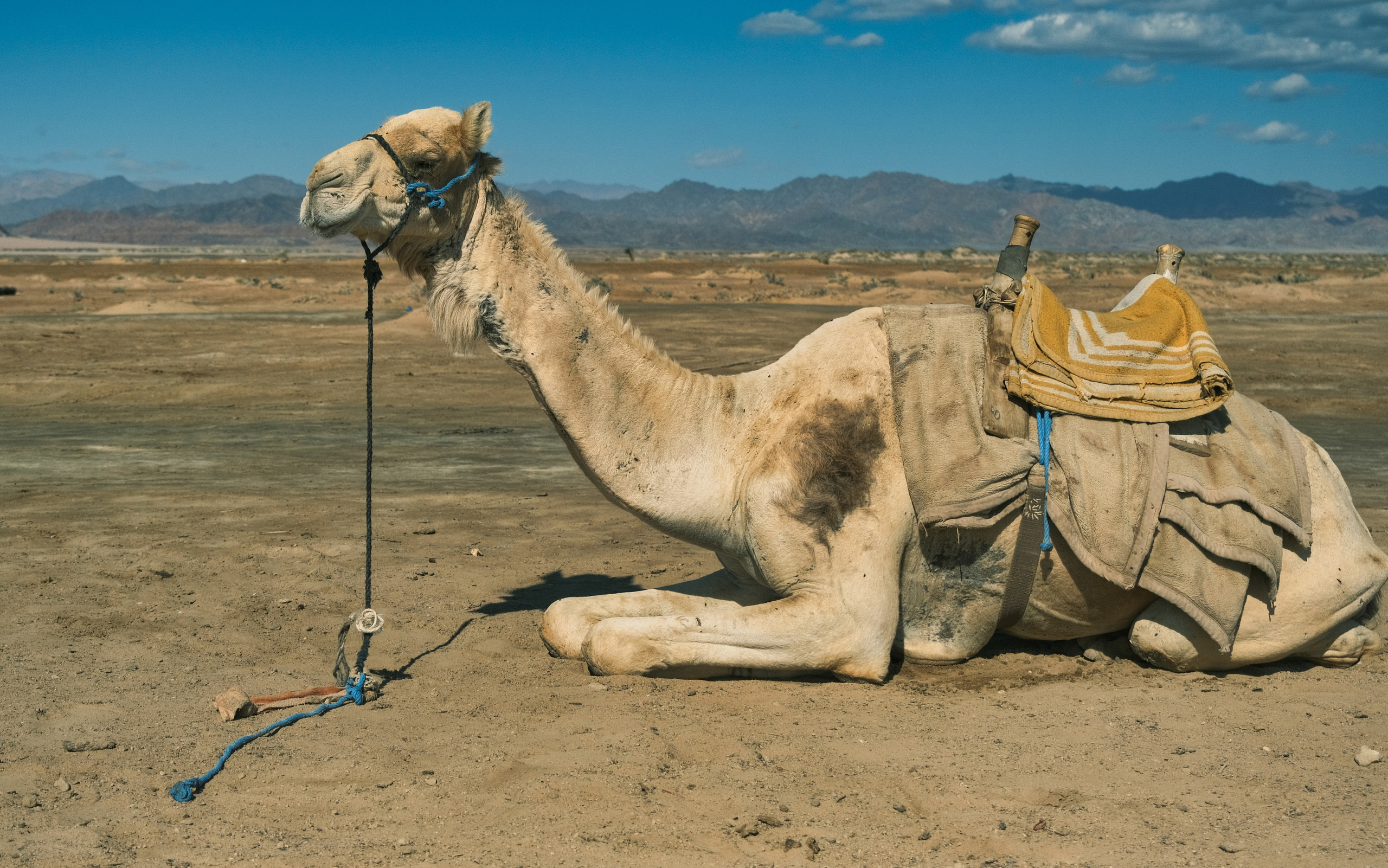 Анималистика. Фотограф Семён Родов