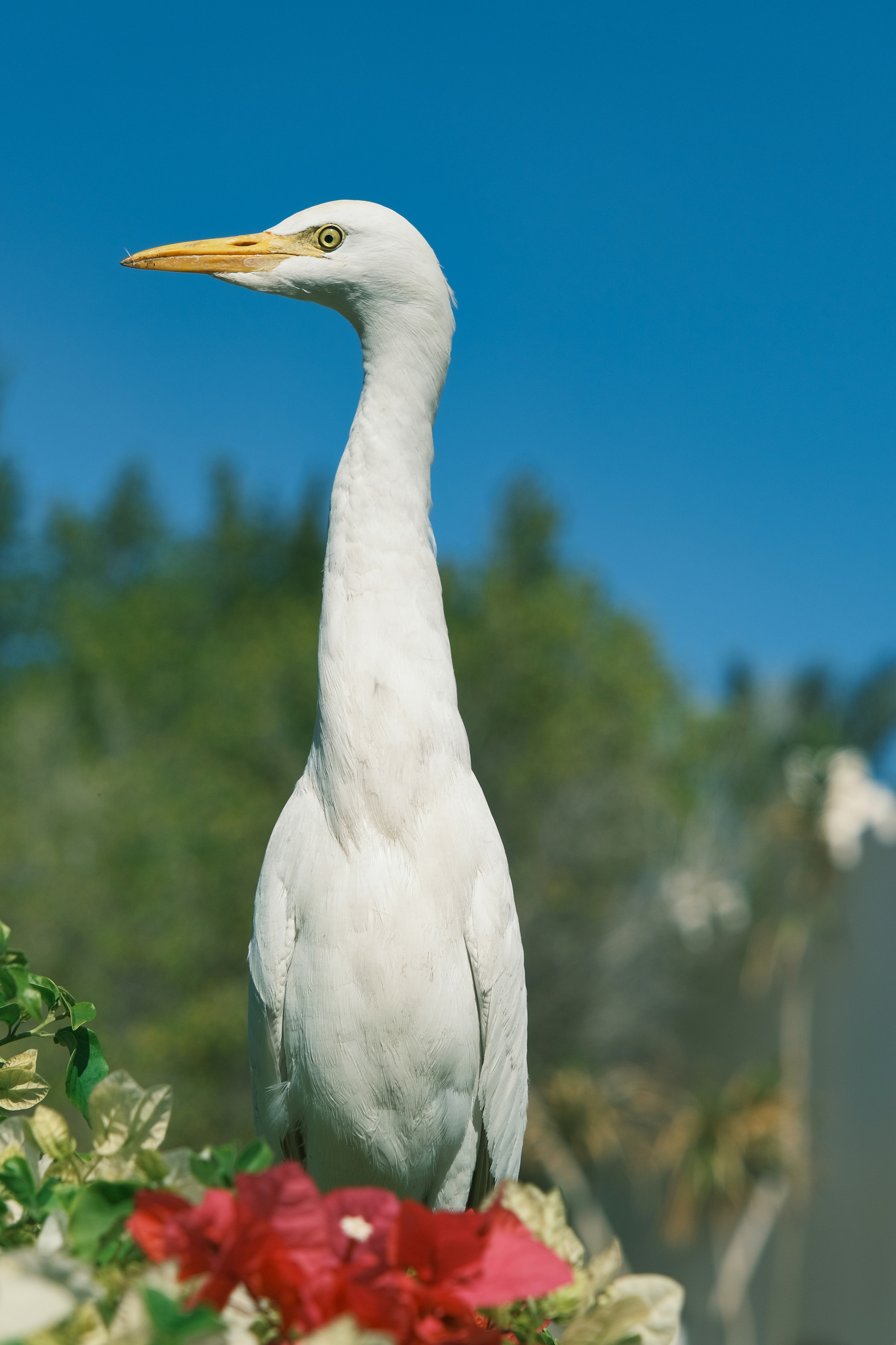 Анималистика. Фотограф Семён Родов