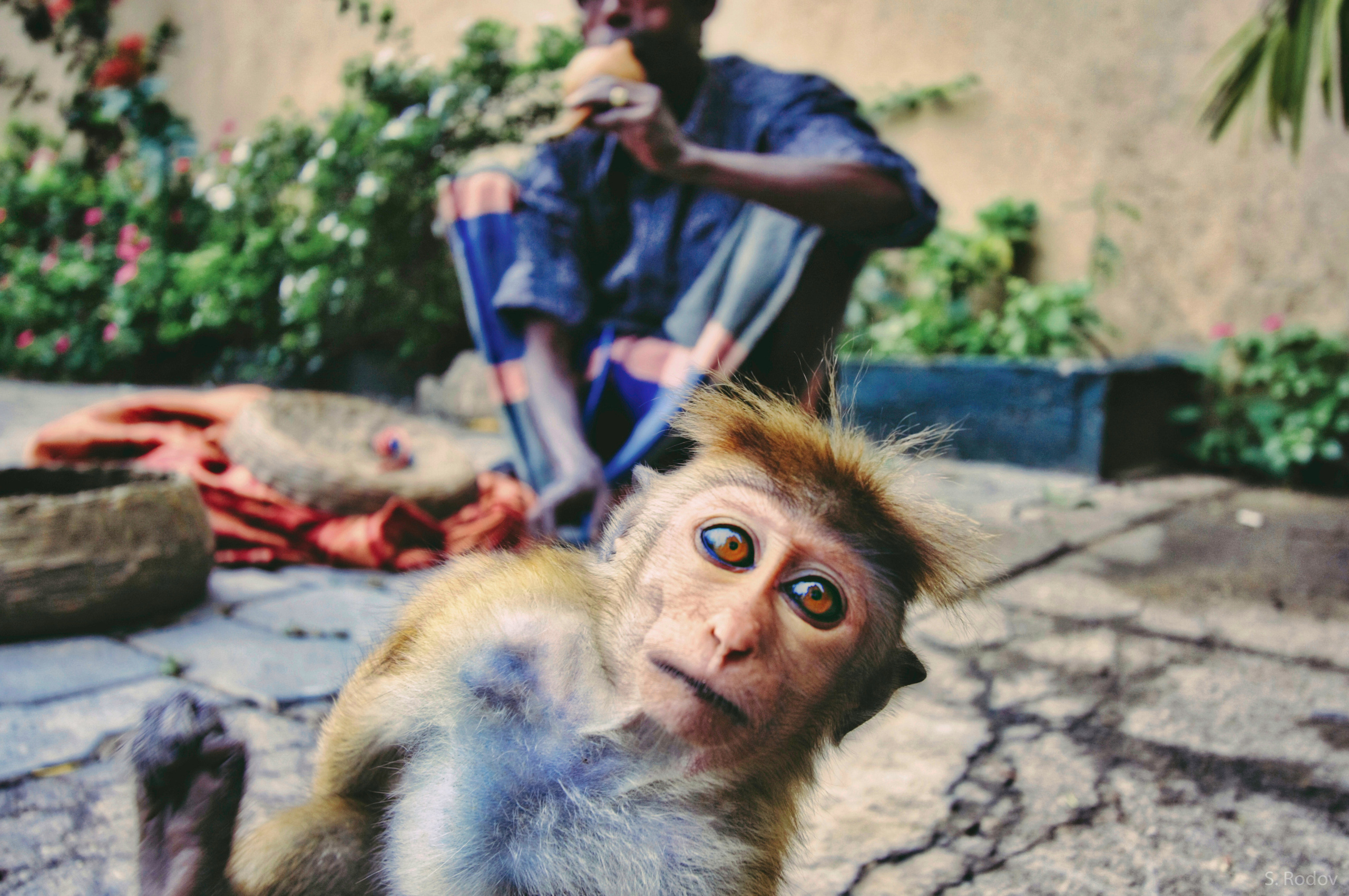 Жанровая фотография. Фотограф Семён Родов