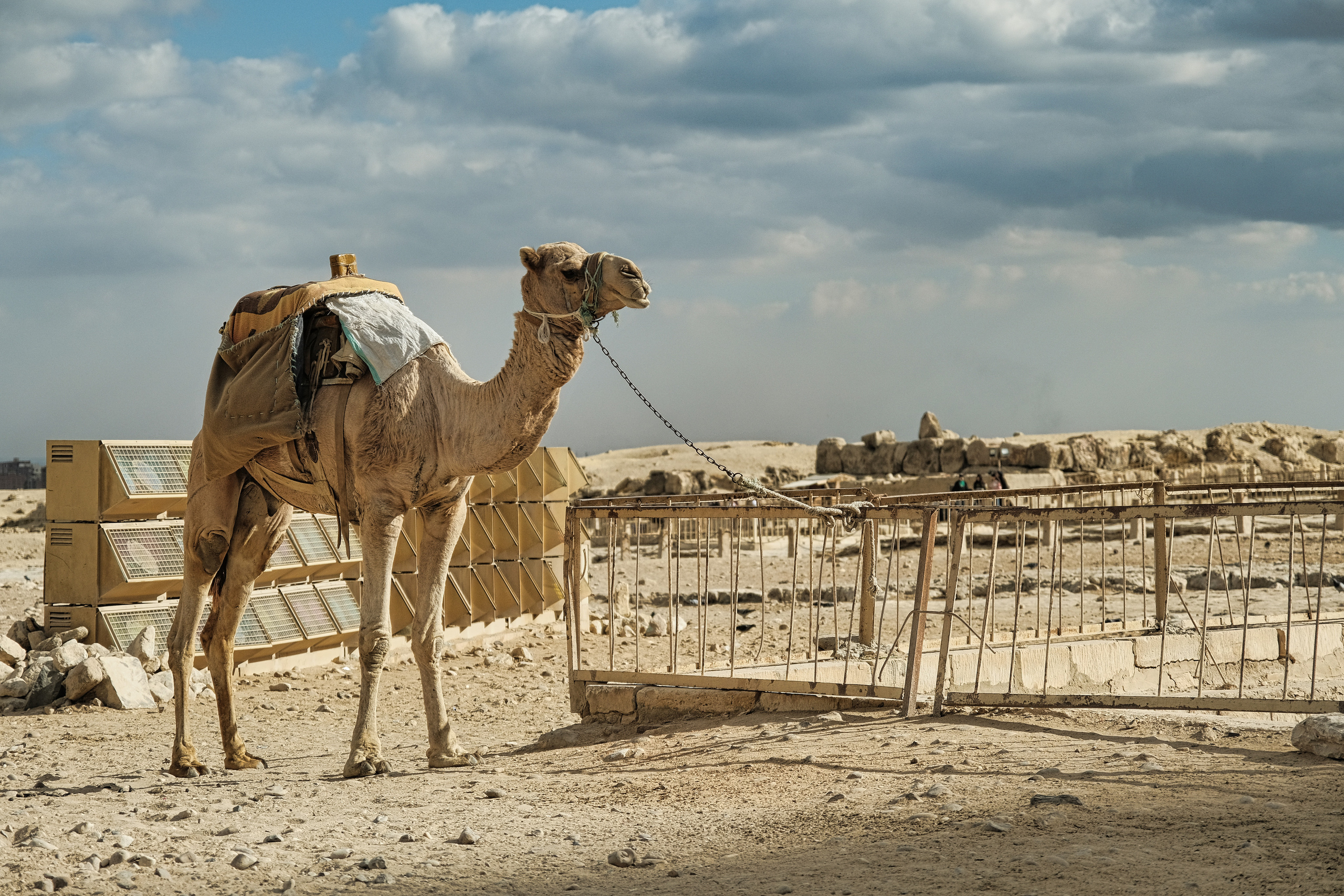 Анималистика. Фотограф Семён Родов