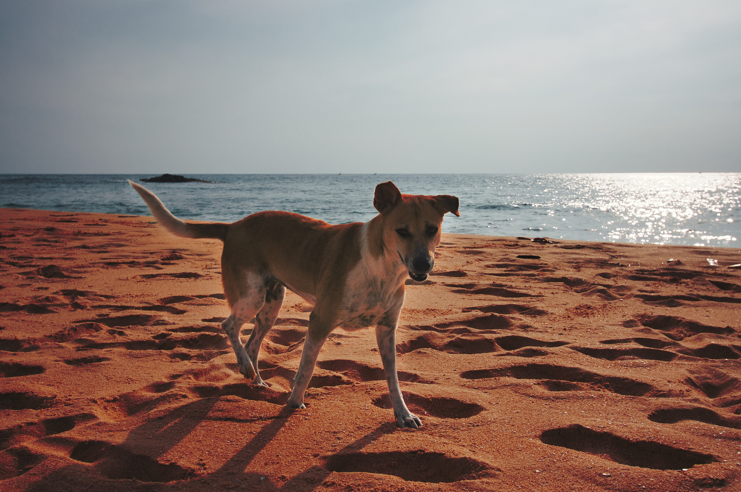 Анималистика. Фотограф Семён Родов