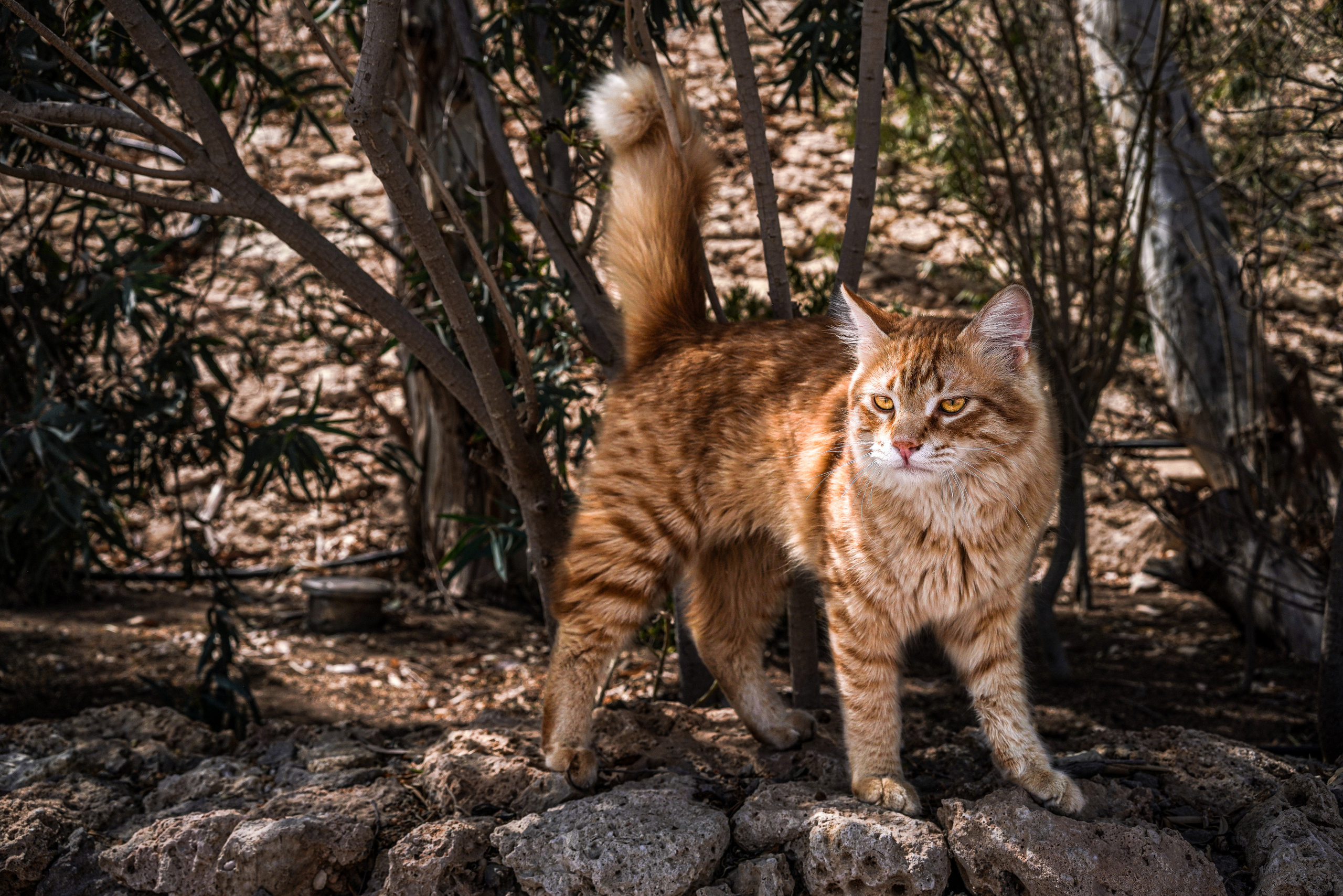 Анималистика. Фотограф Семён Родов