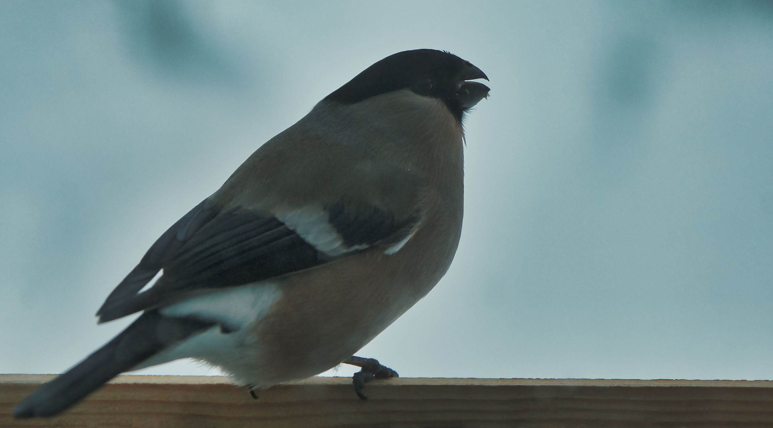 Анималистика. Фотограф Семён Родов