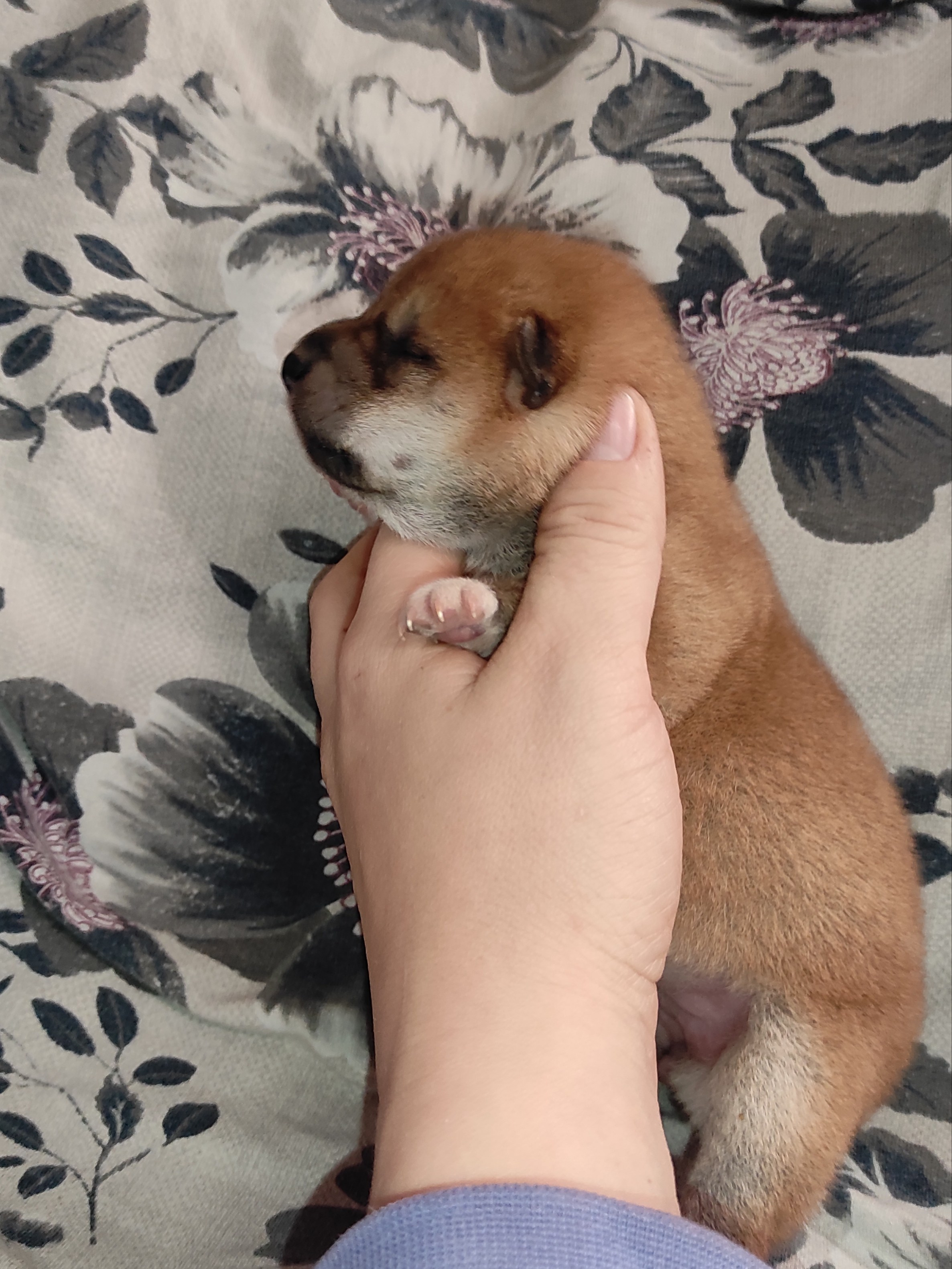 сиба питомник Рубилайт щенки на продажу rubylight  сиба щенки купить СПб Санкт-Петербург 