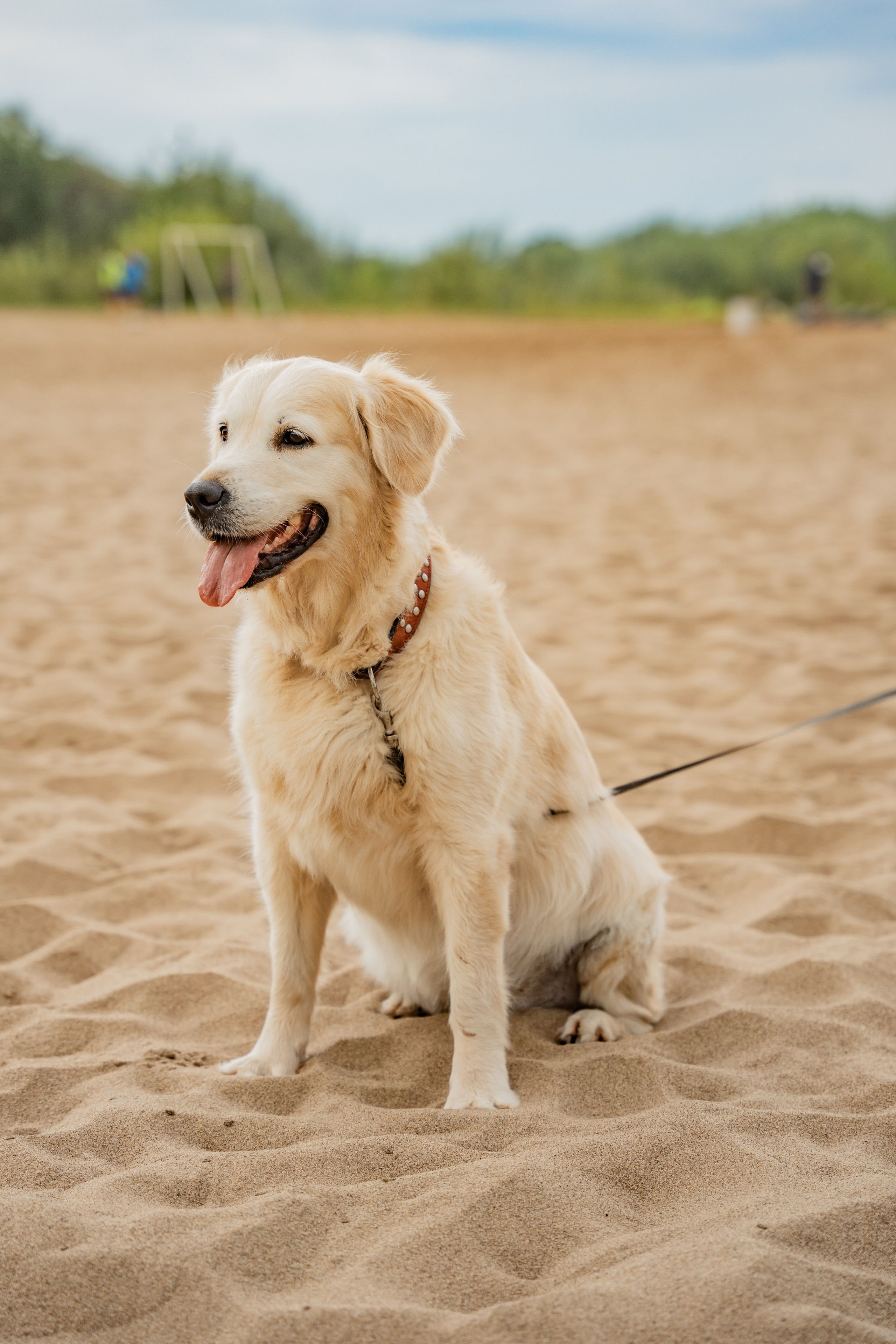 Прогулка с лапой. Пляж. Гроза