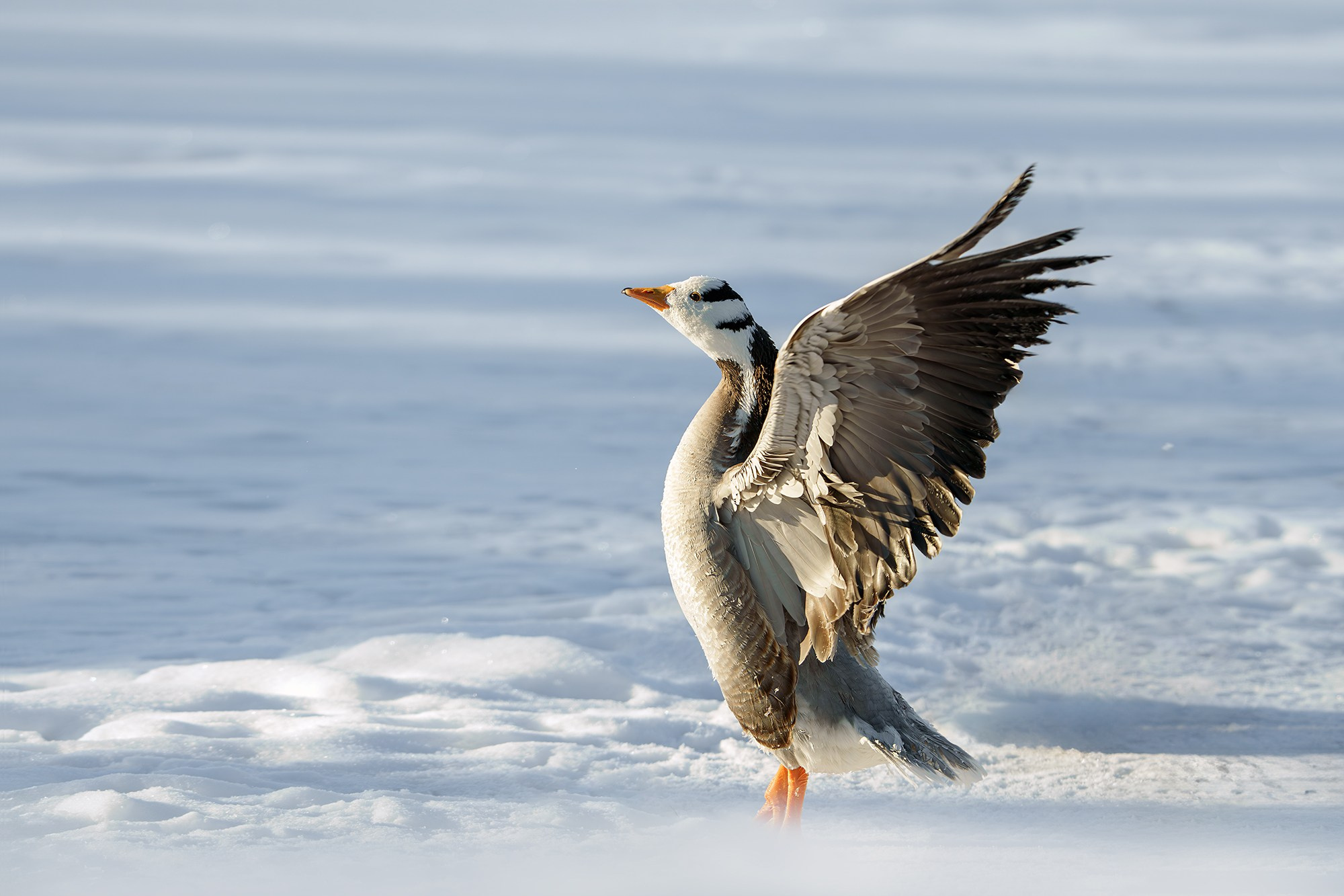 Удивительные мир птиц. Вокруг нас столько прекрасного — присмотритесь!. Ваш личный фотограф Марина Волкова