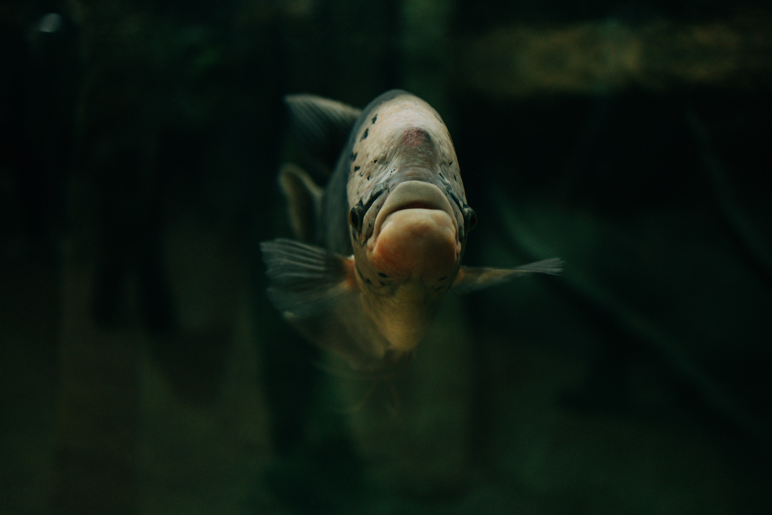 Осень, парк, экзотариум. Свадебный и семейный фотограф в Туле и области Маша Костина