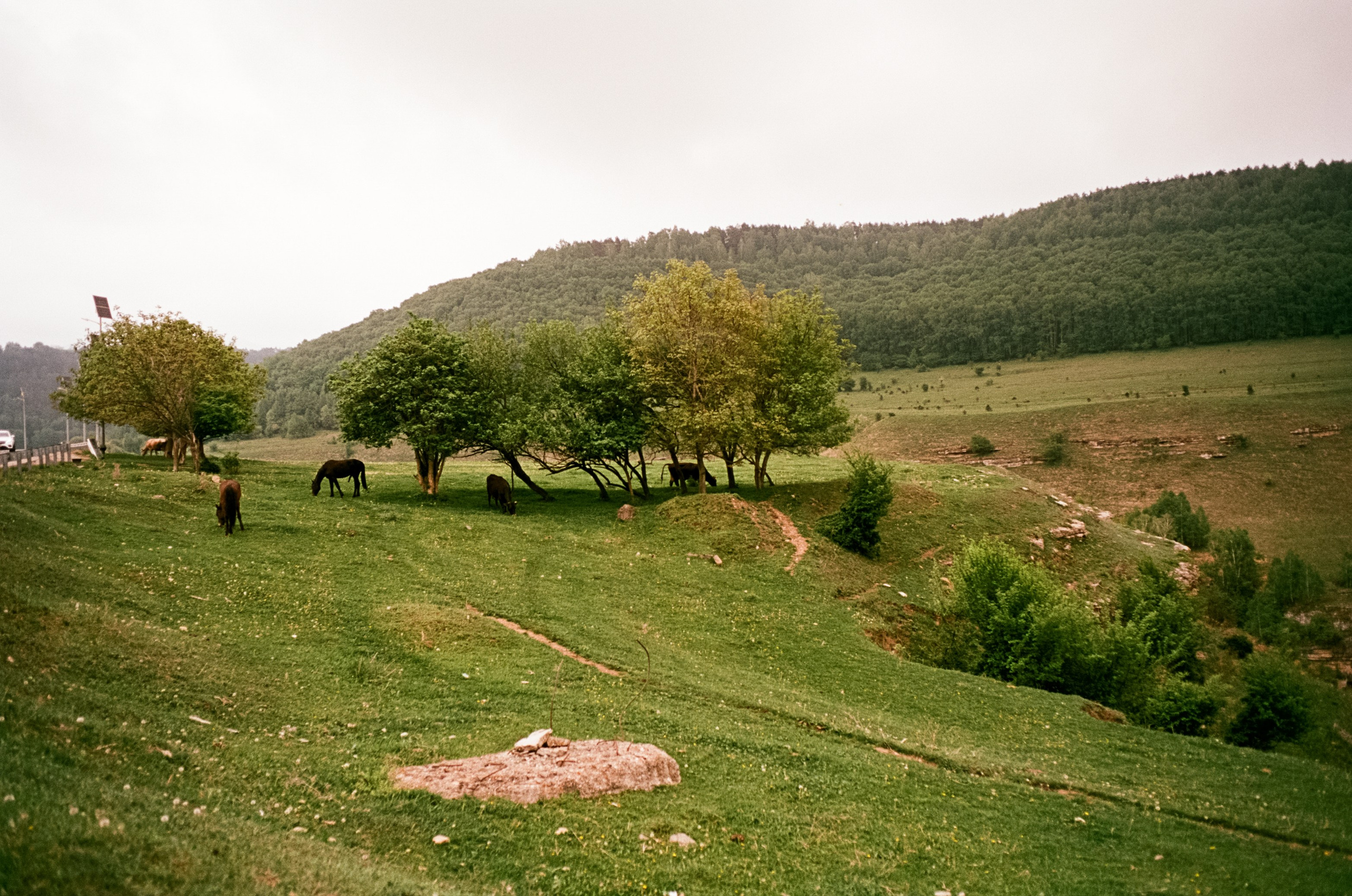 Кисловодск, дорога в сторону метеостанции, туман, лошади / Voigtlander