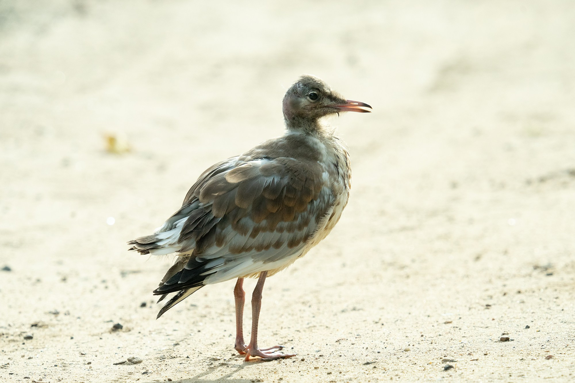 Удивительные мир птиц. Вокруг нас столько прекрасного — присмотритесь!. Ваш личный фотограф Марина Волкова