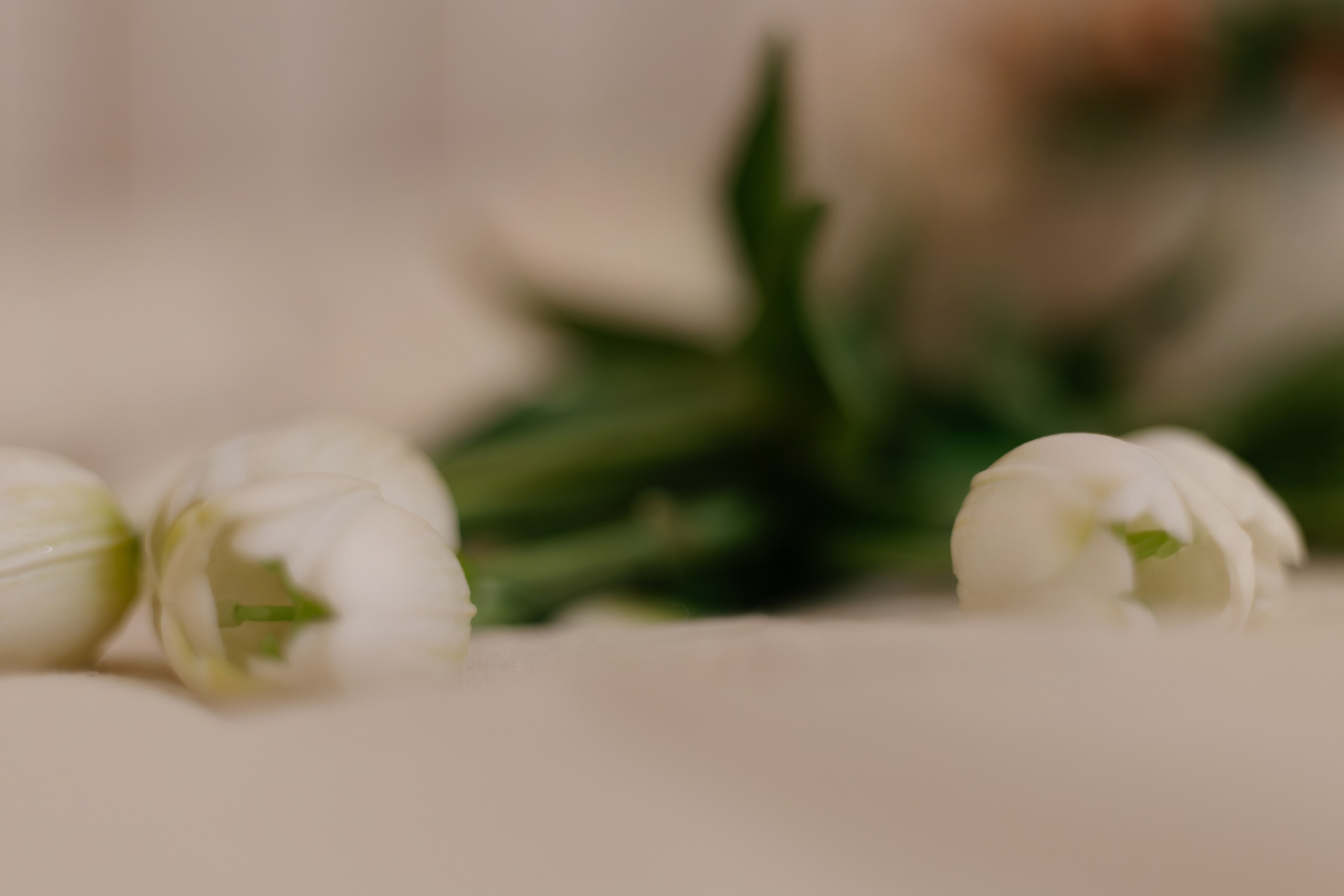 Елизавета. Фотограф Надежда Гольцева