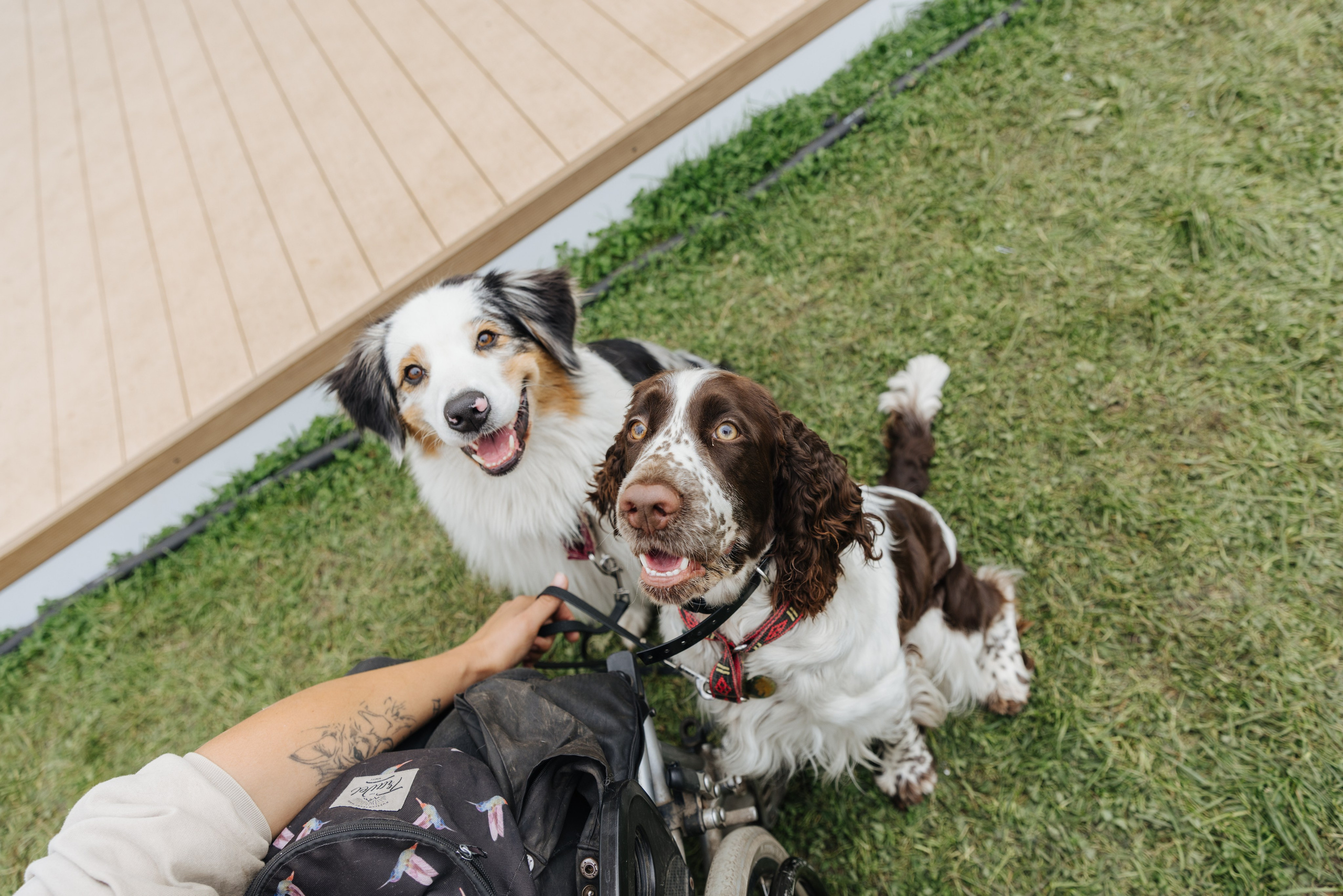 Хвостатый репортаж. Аксана Лисовская фотограф в Москве. Фотографии с характером