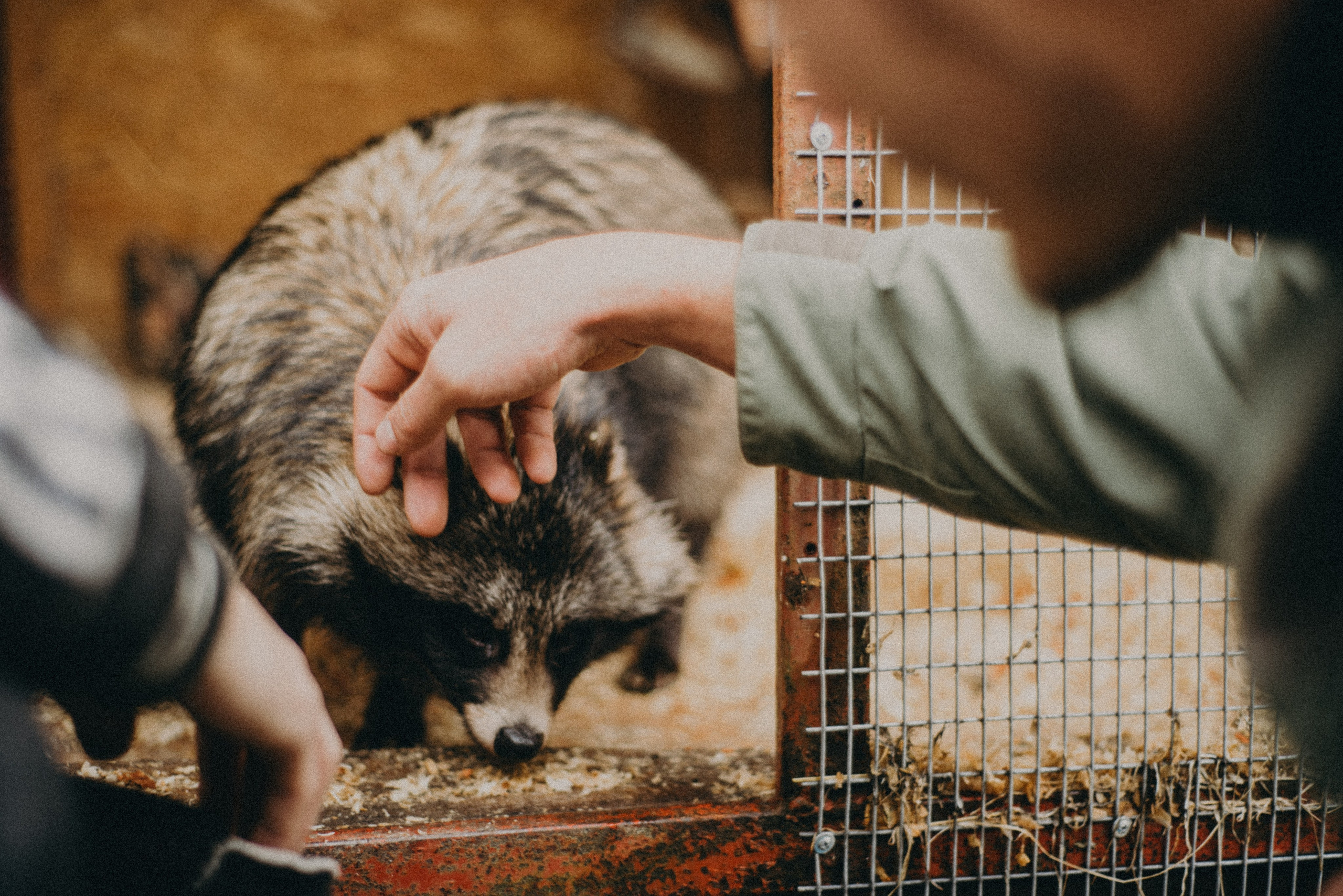 Сирин. Anita_photo