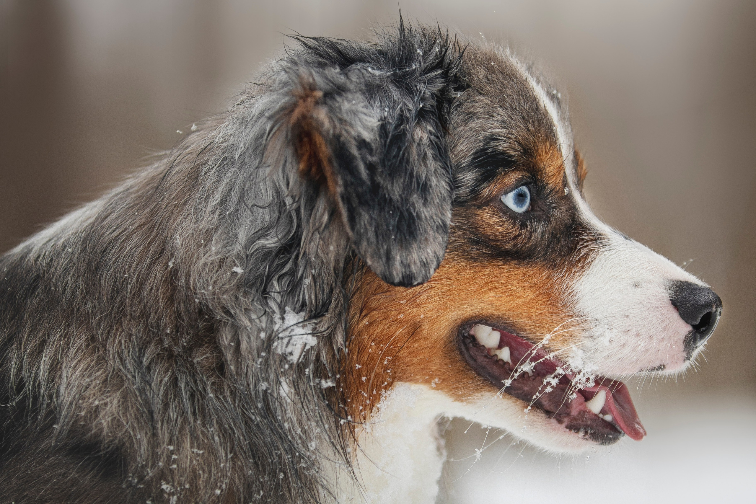Дария, Макс, Сезам и Чили. Фотограф анималист в Москве Майорова Евгения