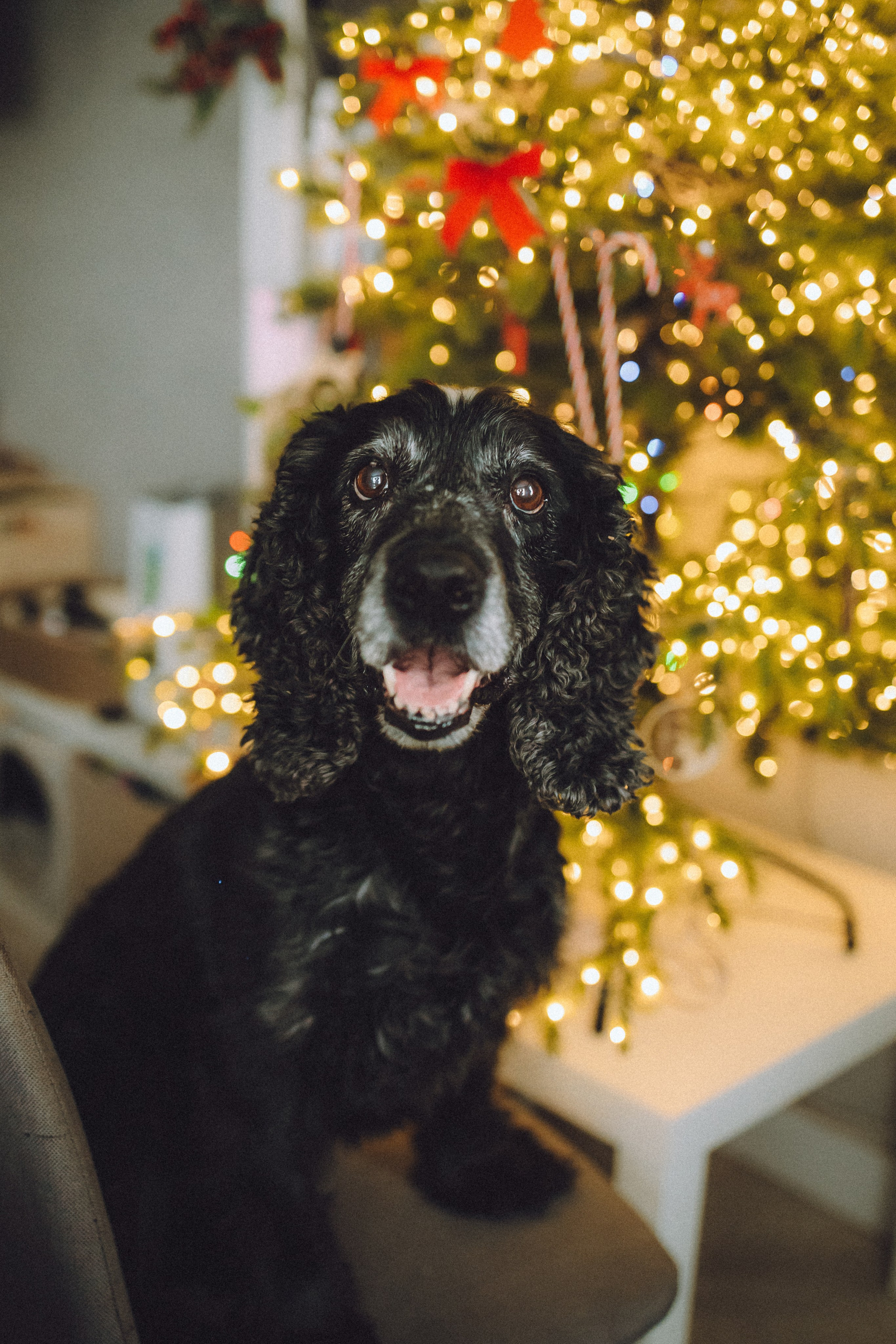 Топик и его семья