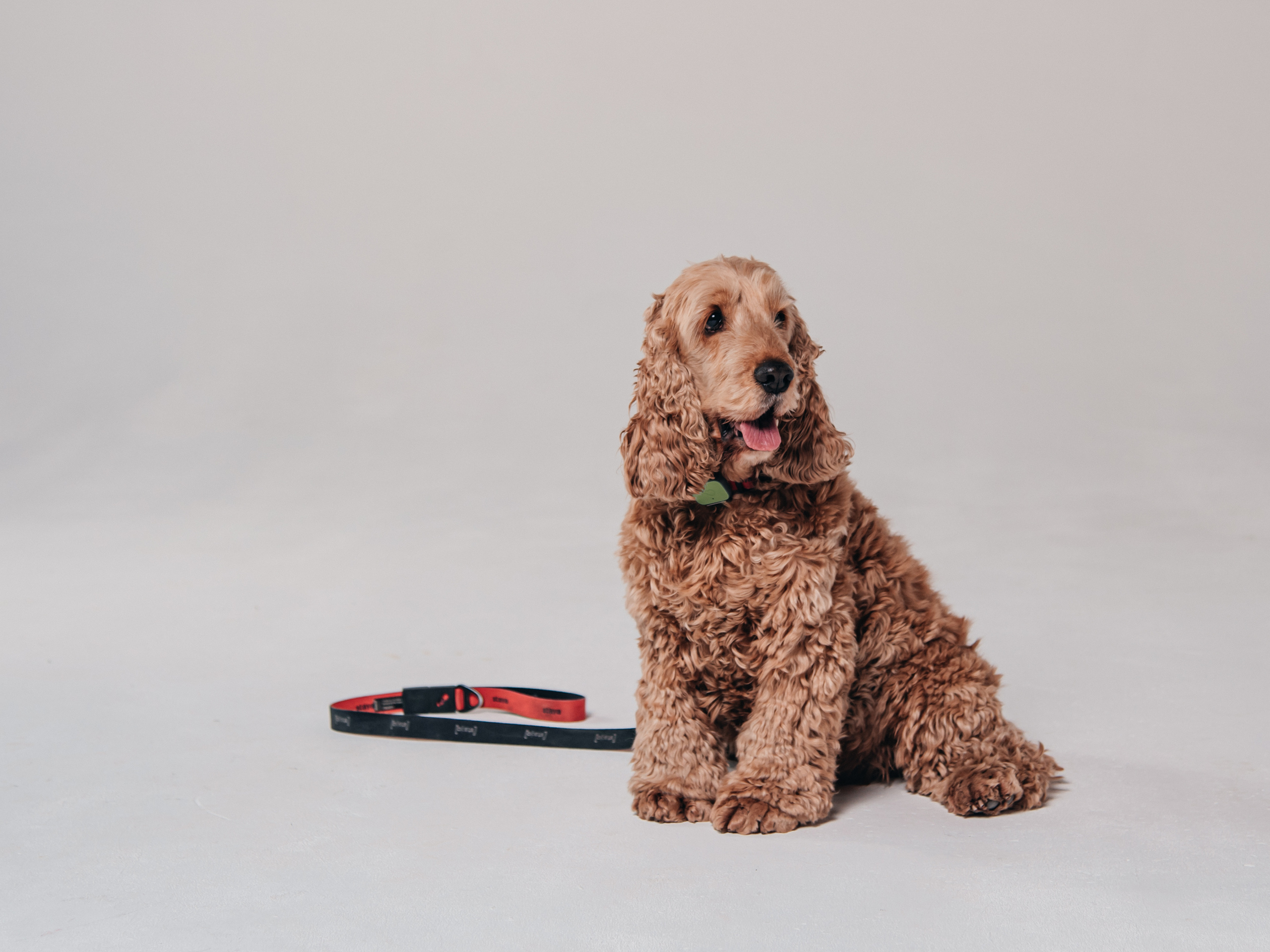 Фотосессия с собакой в студии. Фотограф Москва