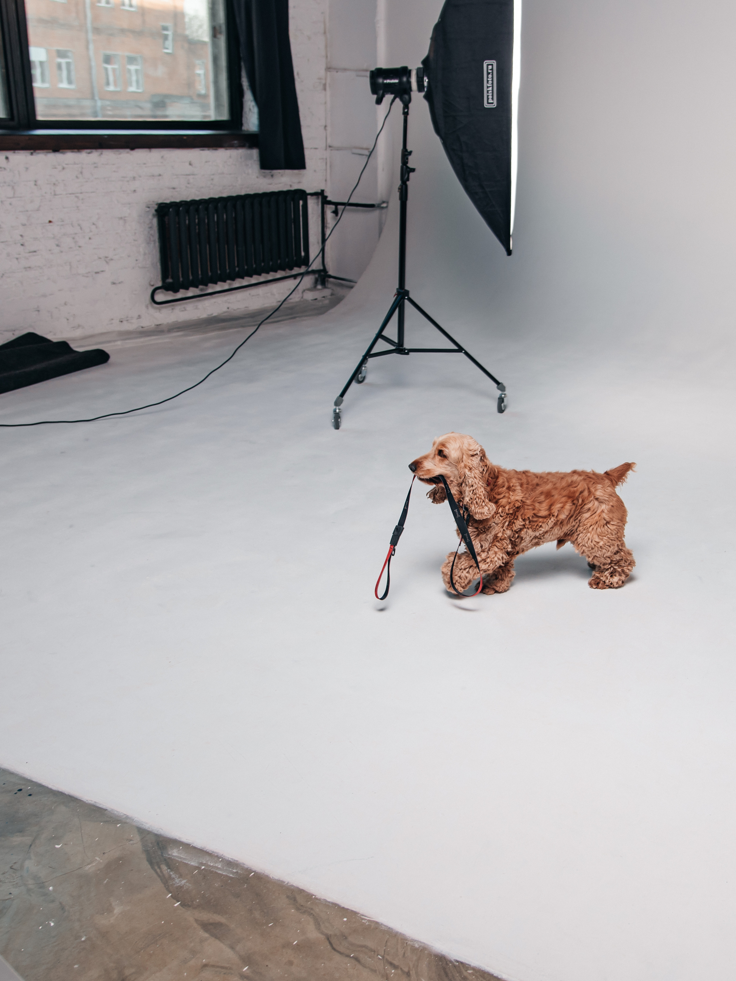 Фотосессия с собакой в студии. Фотограф Москва