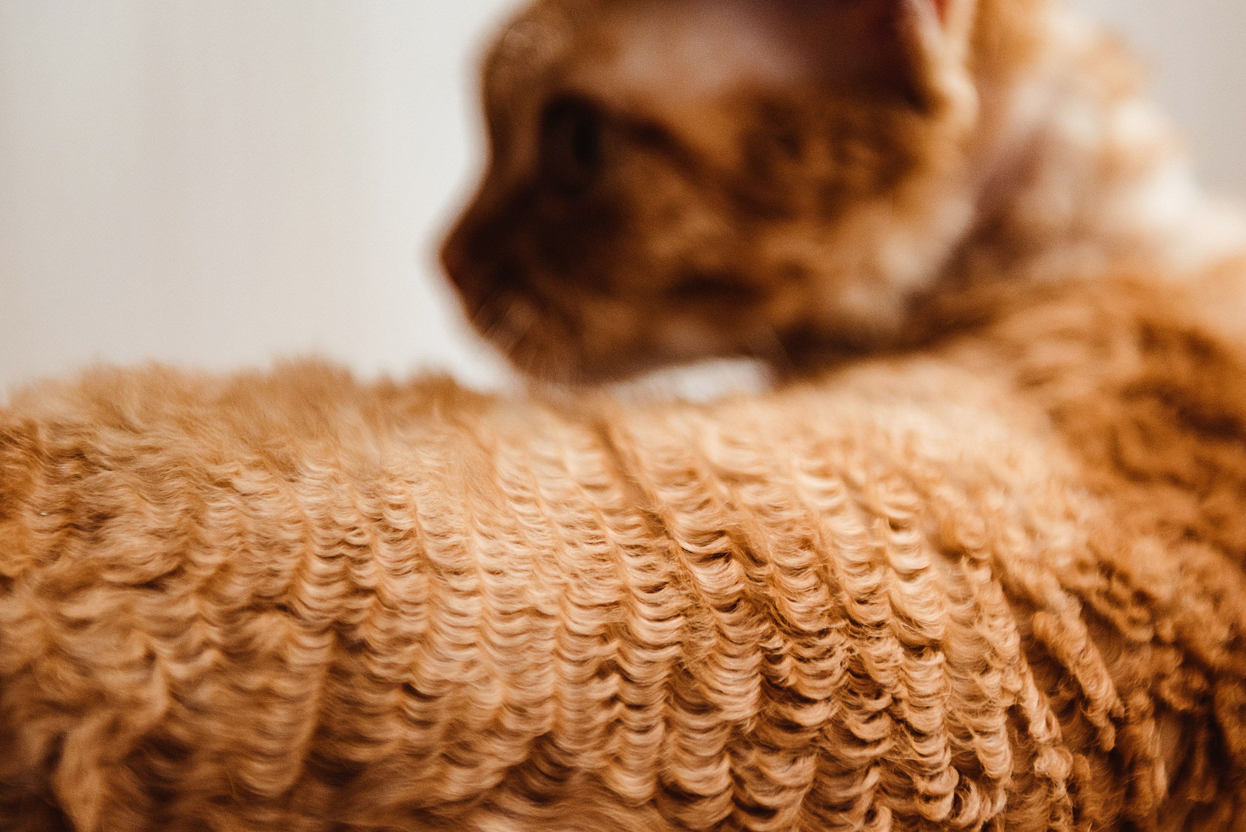 Кошка. Семейный Фотограф в Москве Ирина Хохлова