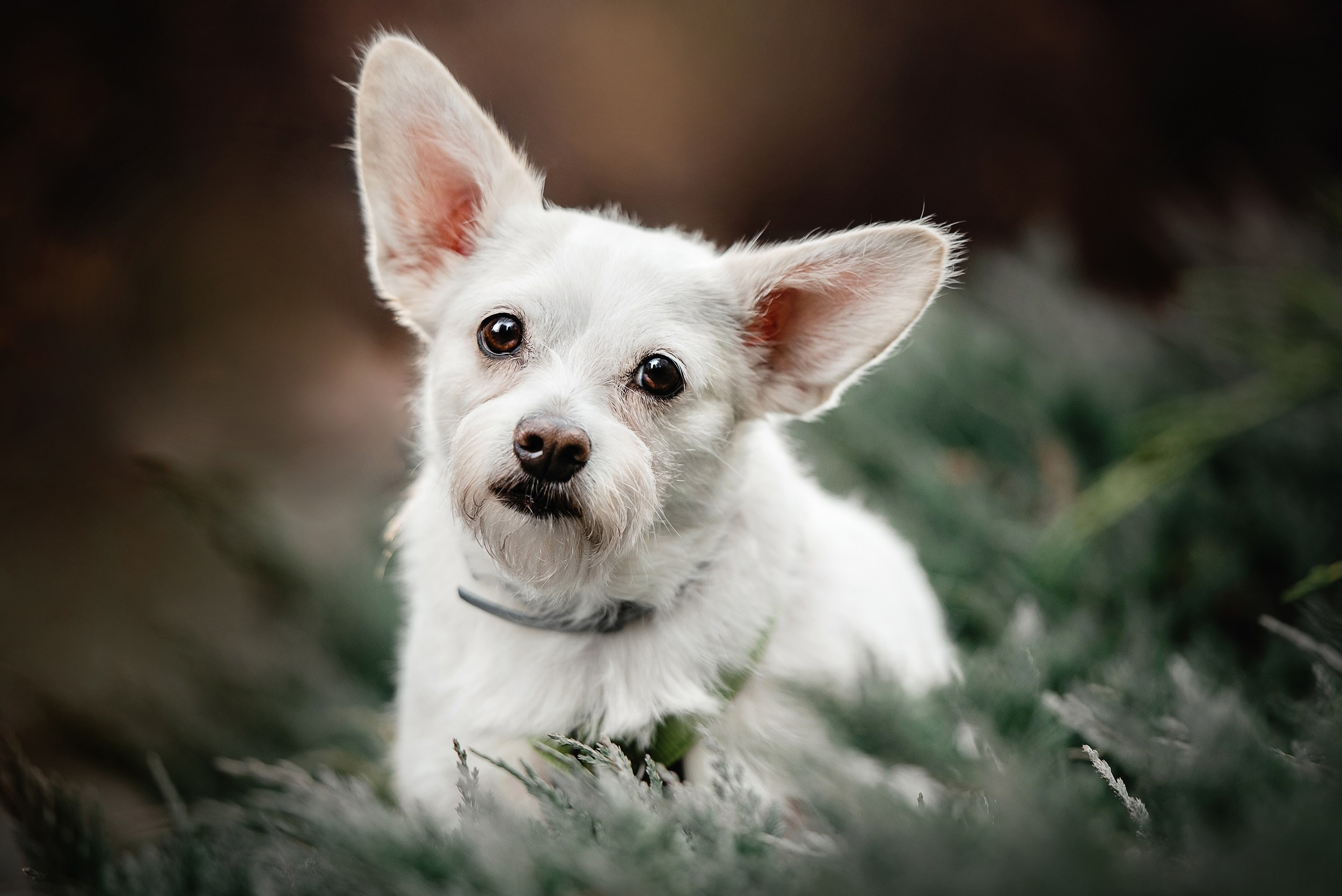 Оля и Бусинка. Семейный Фотограф в Москве Ирина Хохлова