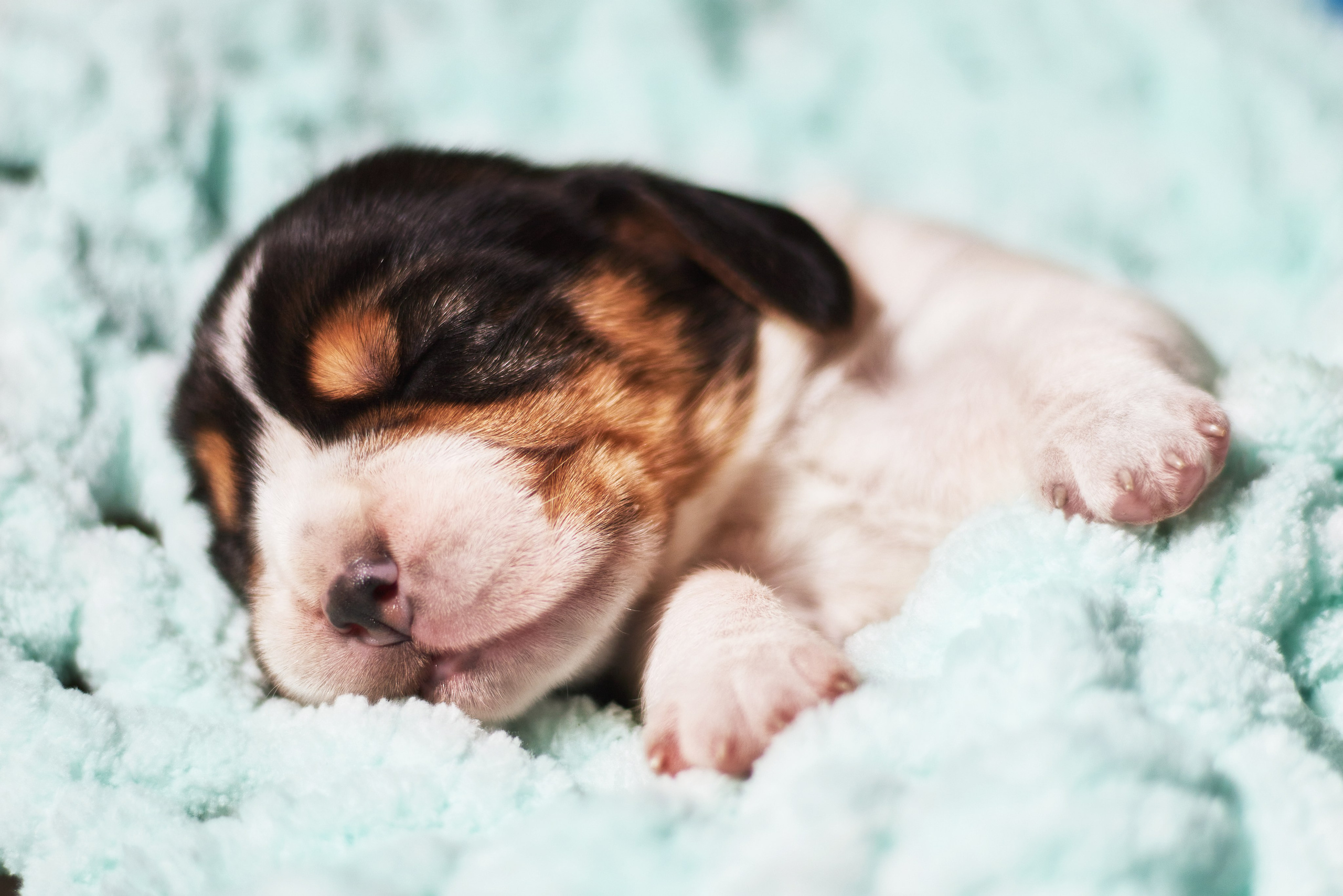 Фотосессия щенков от 7-и дней в стиле ньюборн. Фотограф анималист — Тула, Москва