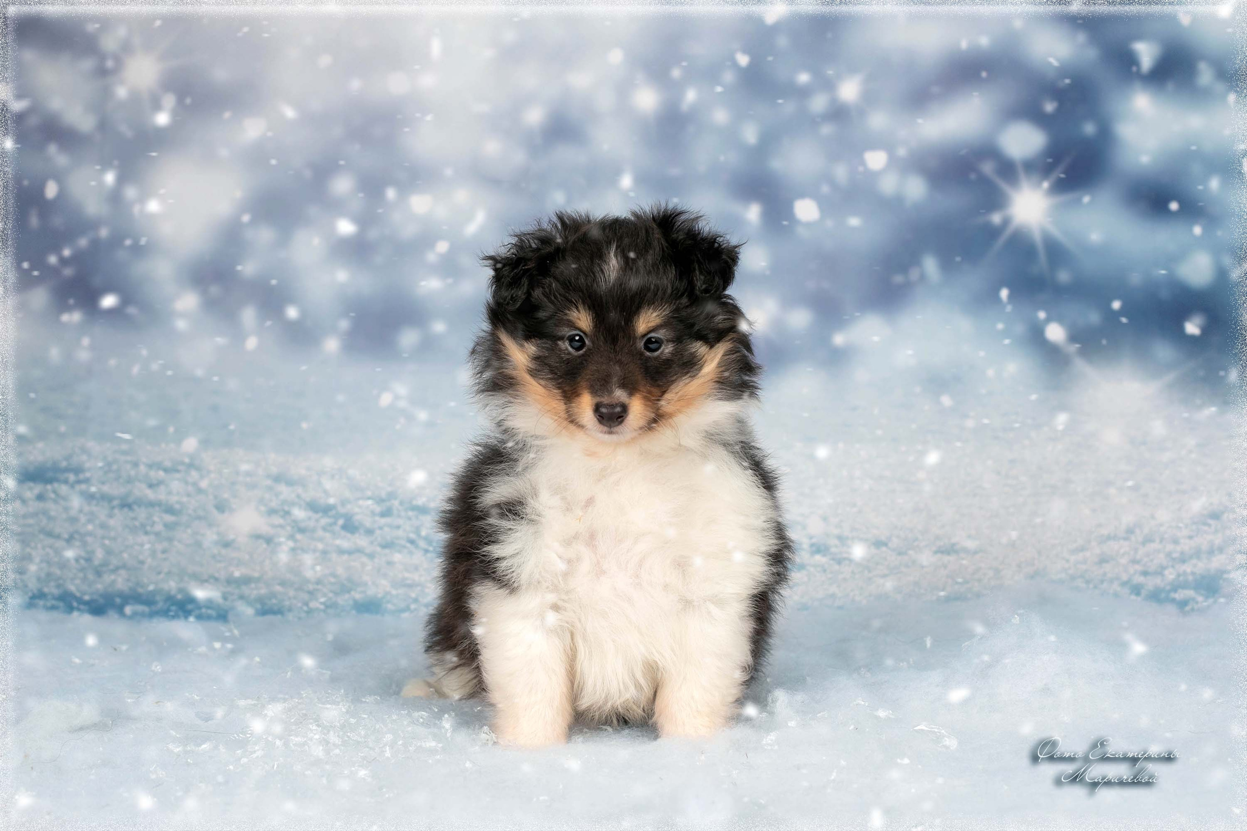 Тематические фоны с рисунком. Фотограф-анималист в Омске Екатерина Маричева